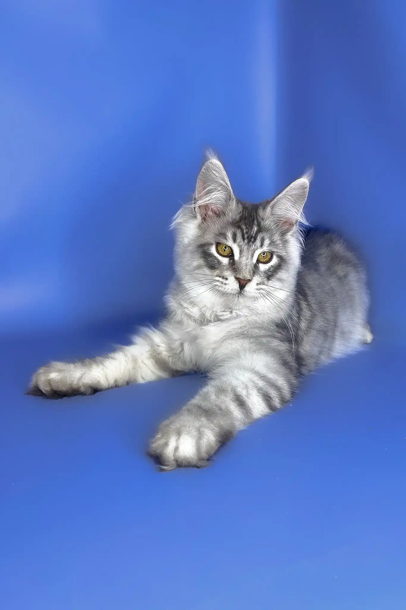 Uiliam | Maine Coon Kitten - Image 2