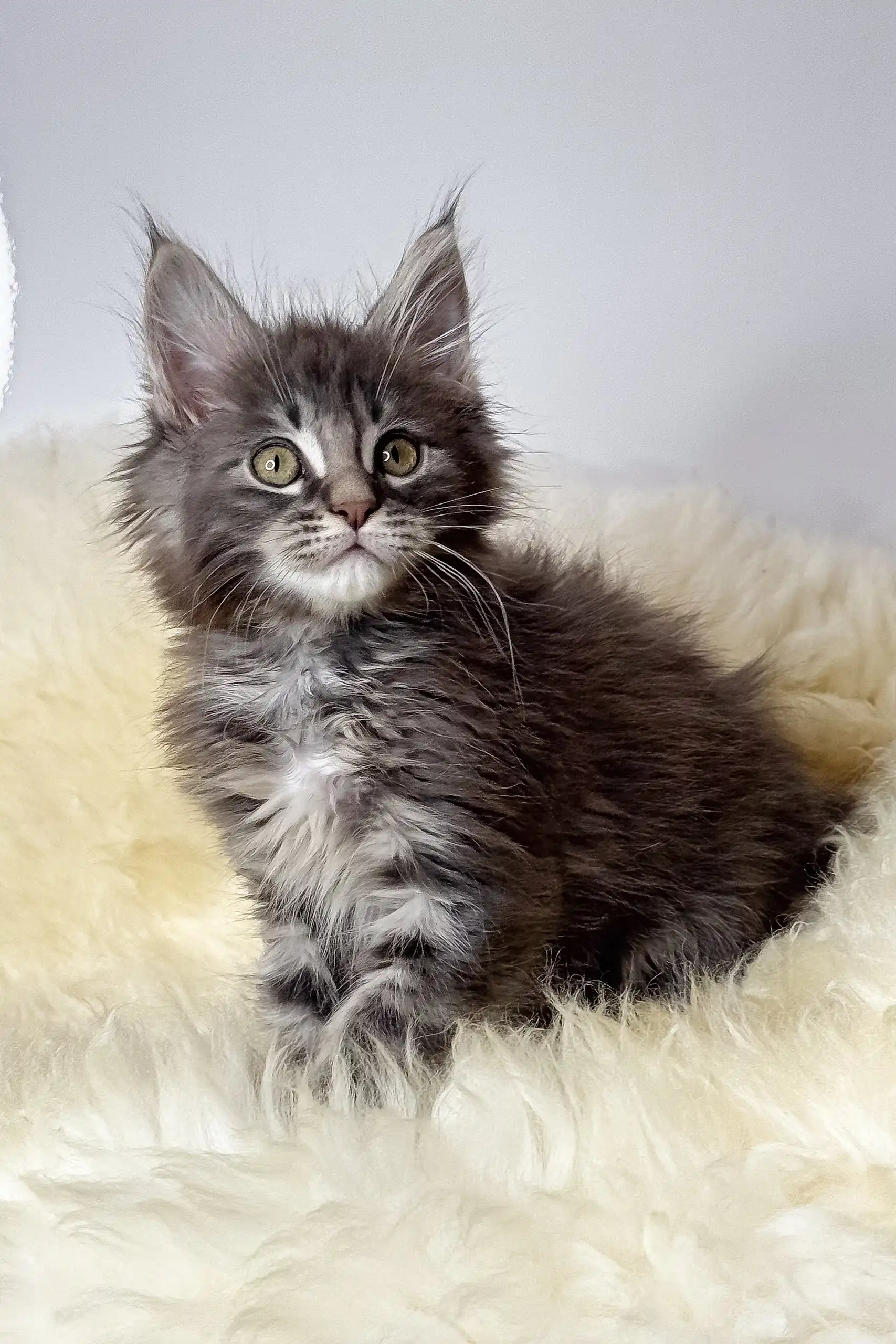 Credo | Maine Coon Kitten - Image 5