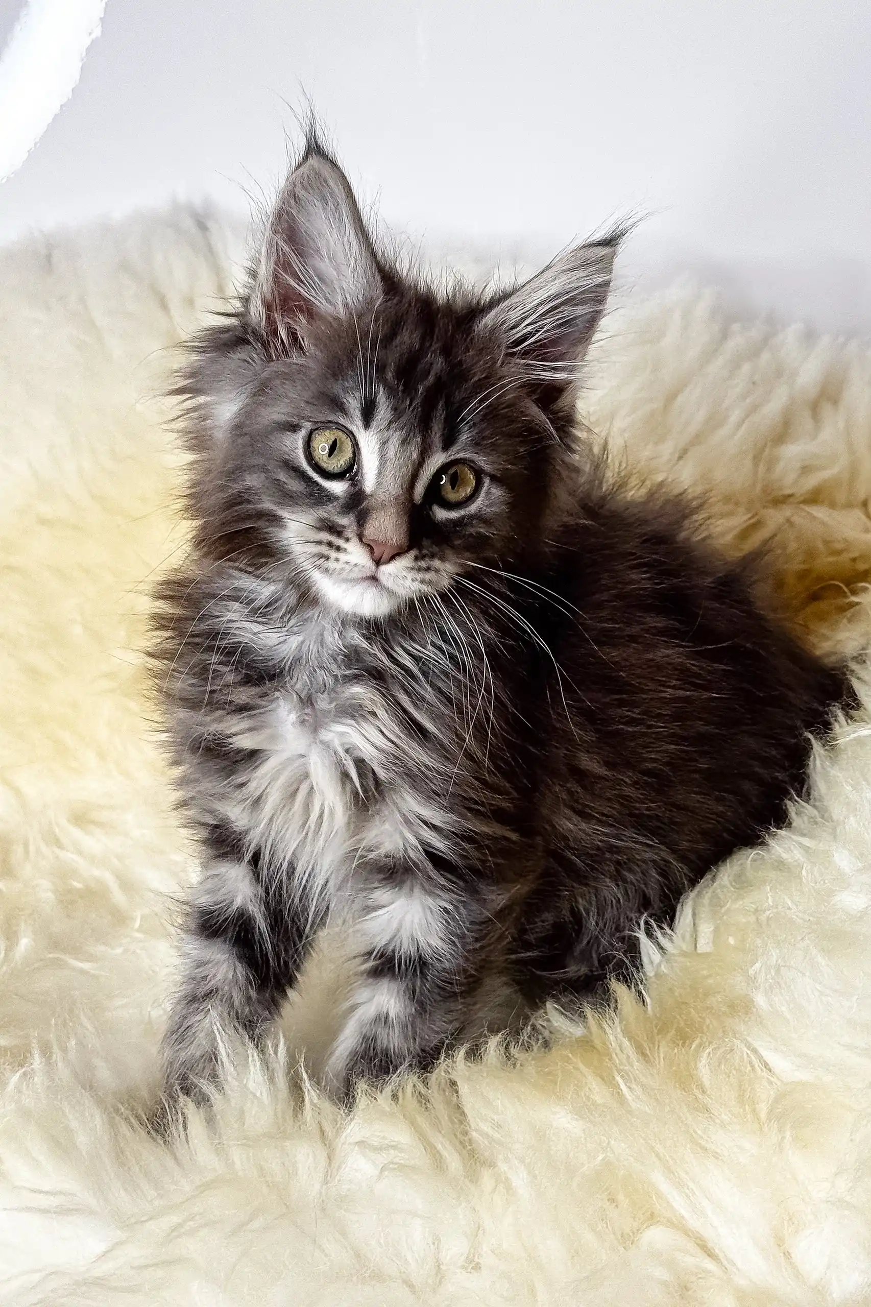 Credo | Maine Coon Kitten - Image 7
