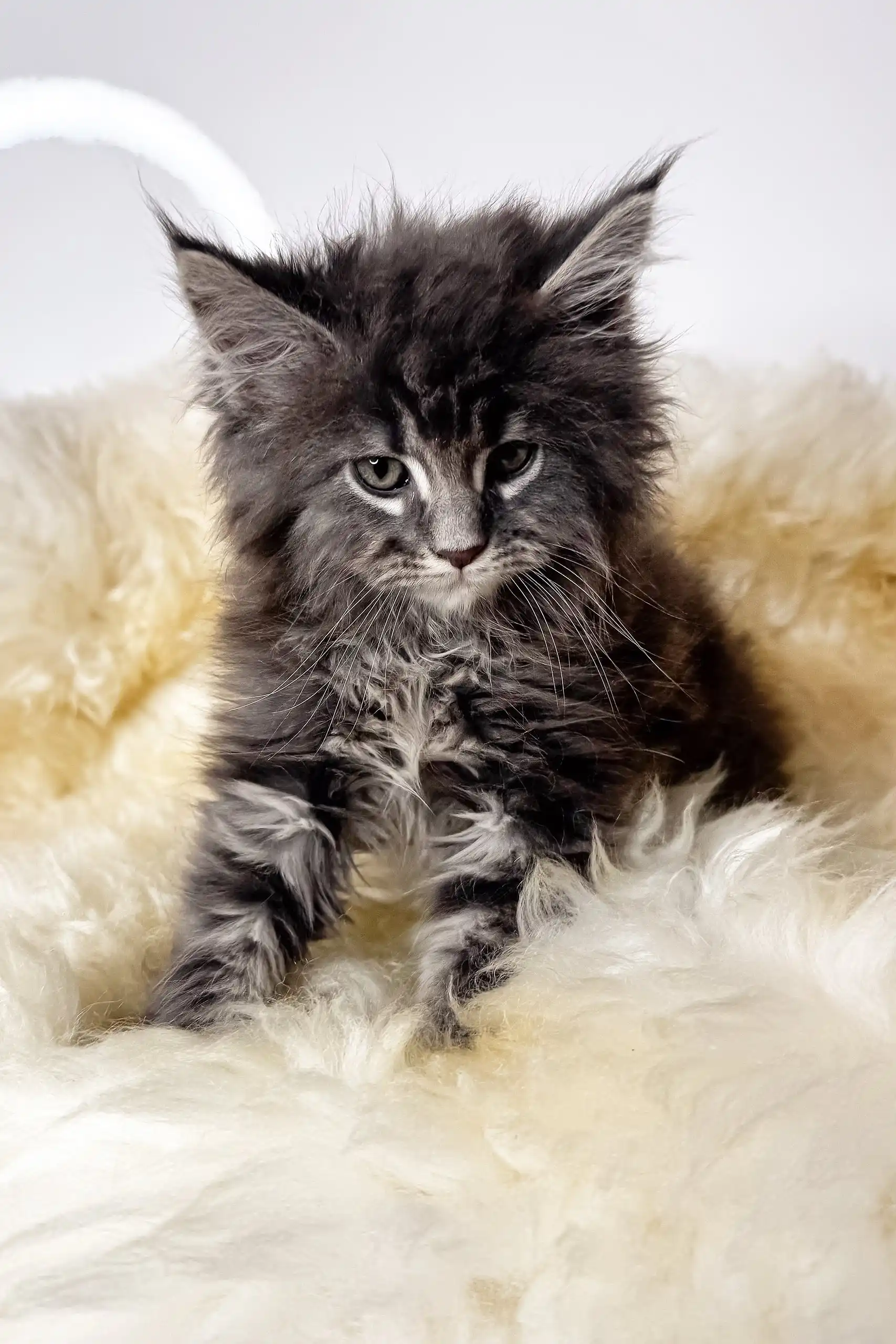 Cristian | Maine Coon Kitte - Image 2