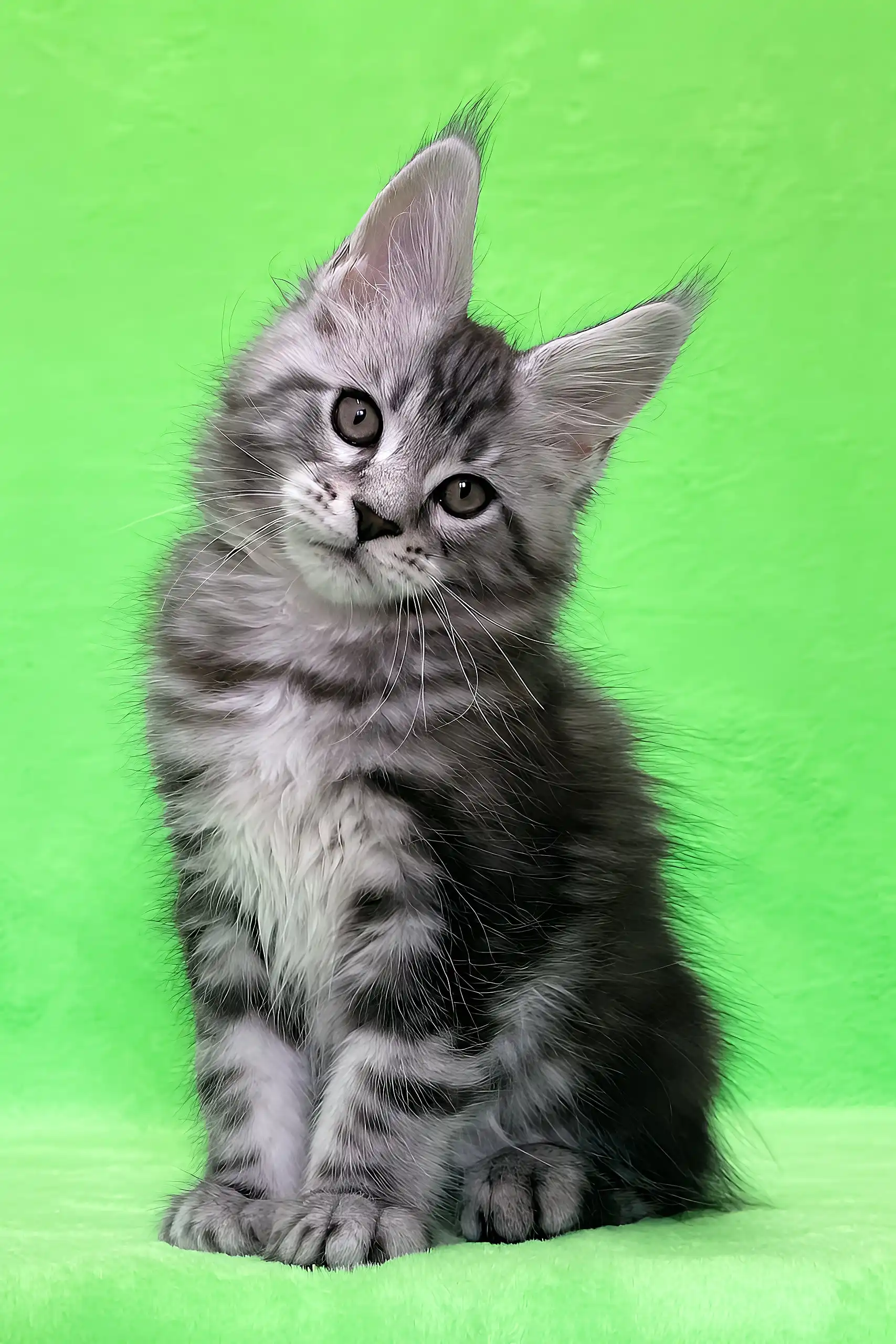 Daddy | Maine Coon Kitten - Image 7