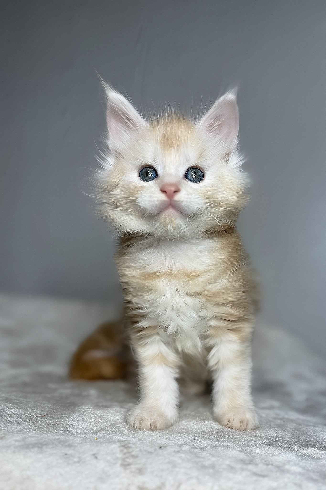 Dag | Maine Coon Kitten - Image 6