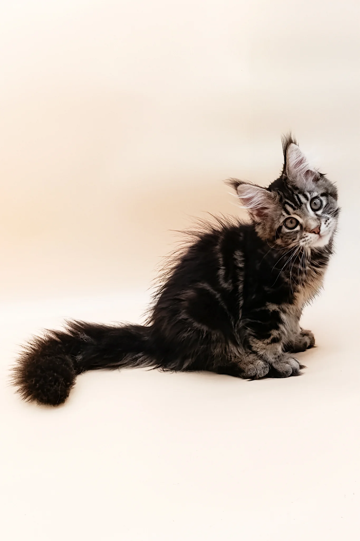 Daimon | Maine Coon Kitten - Image 6