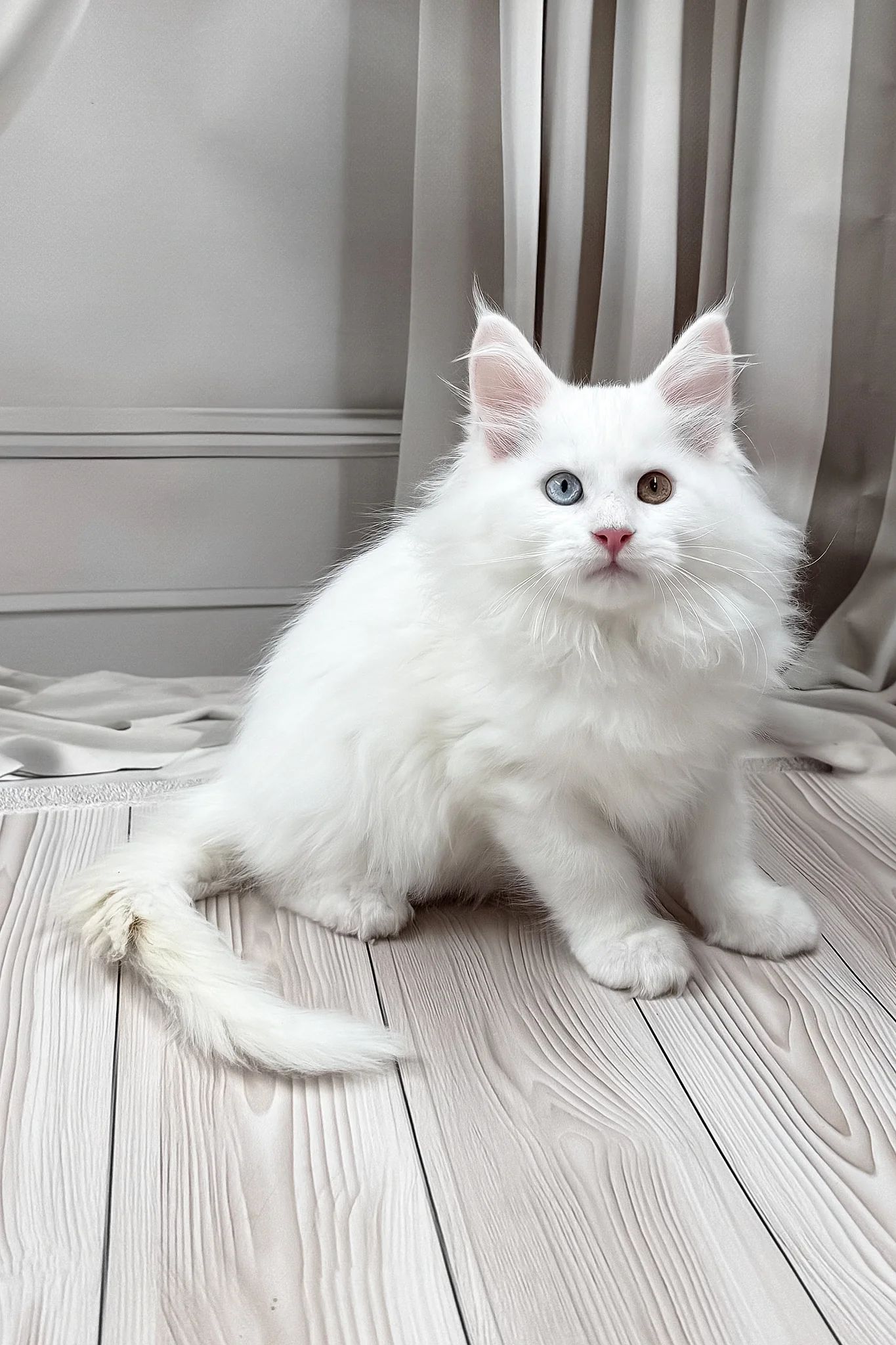 Darsy | Maine Coon Kitten - Image 11