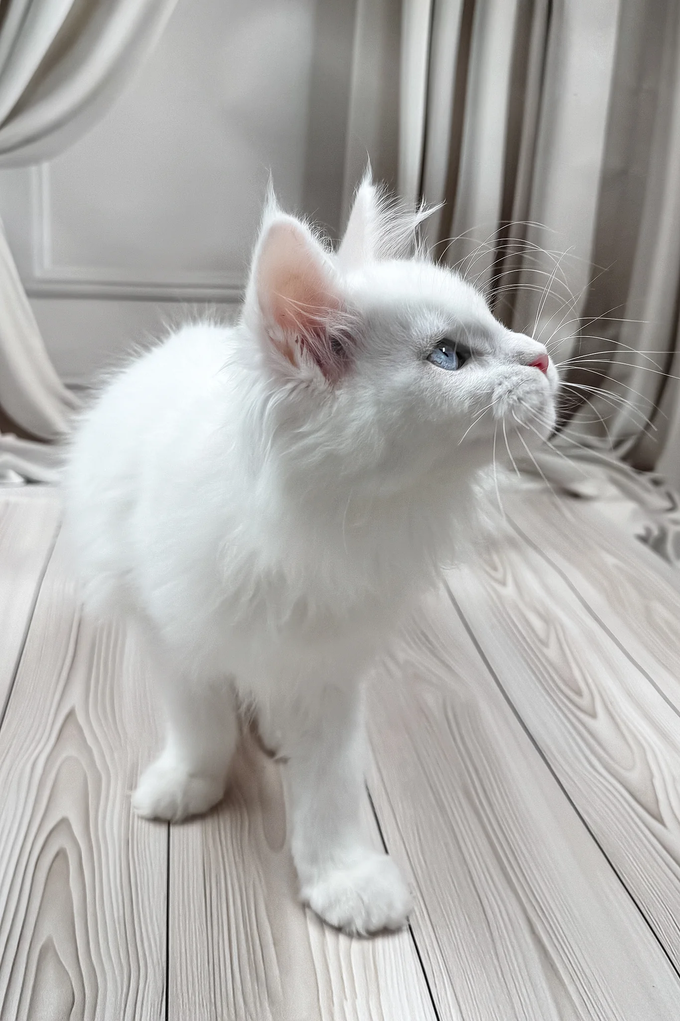 Darsy | Maine Coon Kitten - Image 7