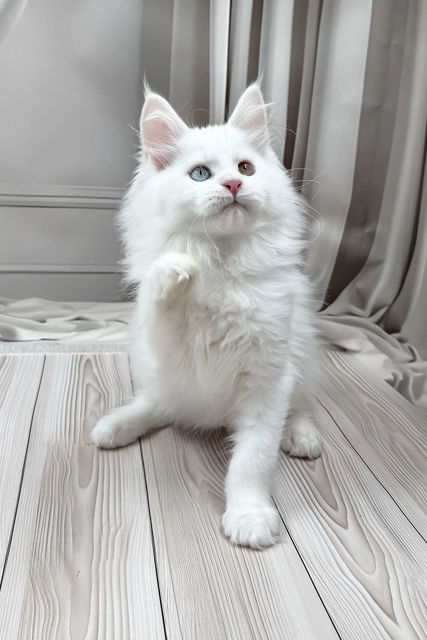 Darsy | Maine Coon Kitten - Image 9