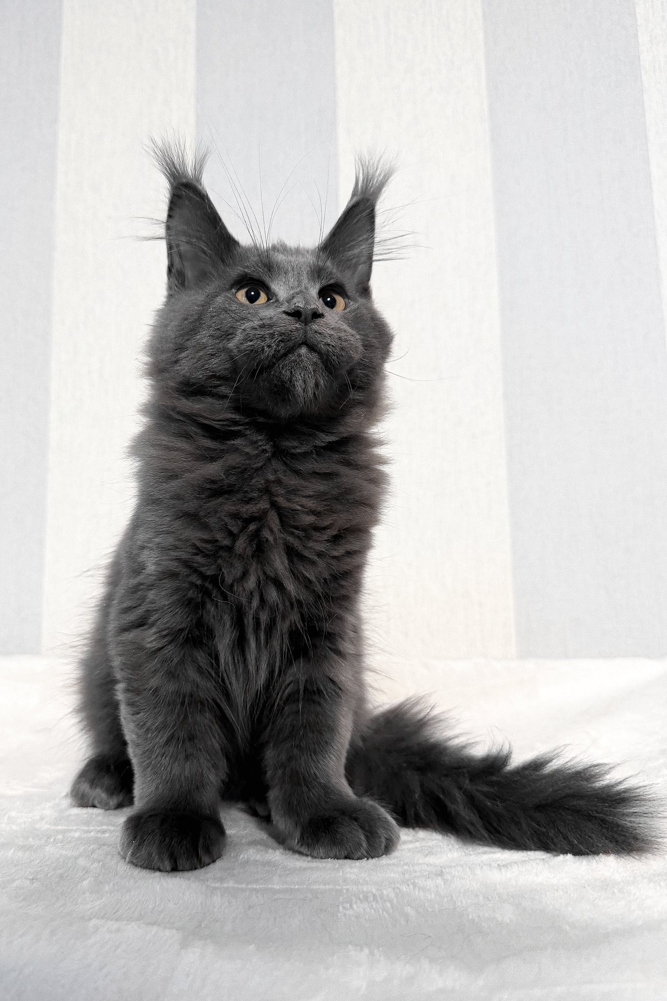 Dash | Maine Coon Kitten - Image 7