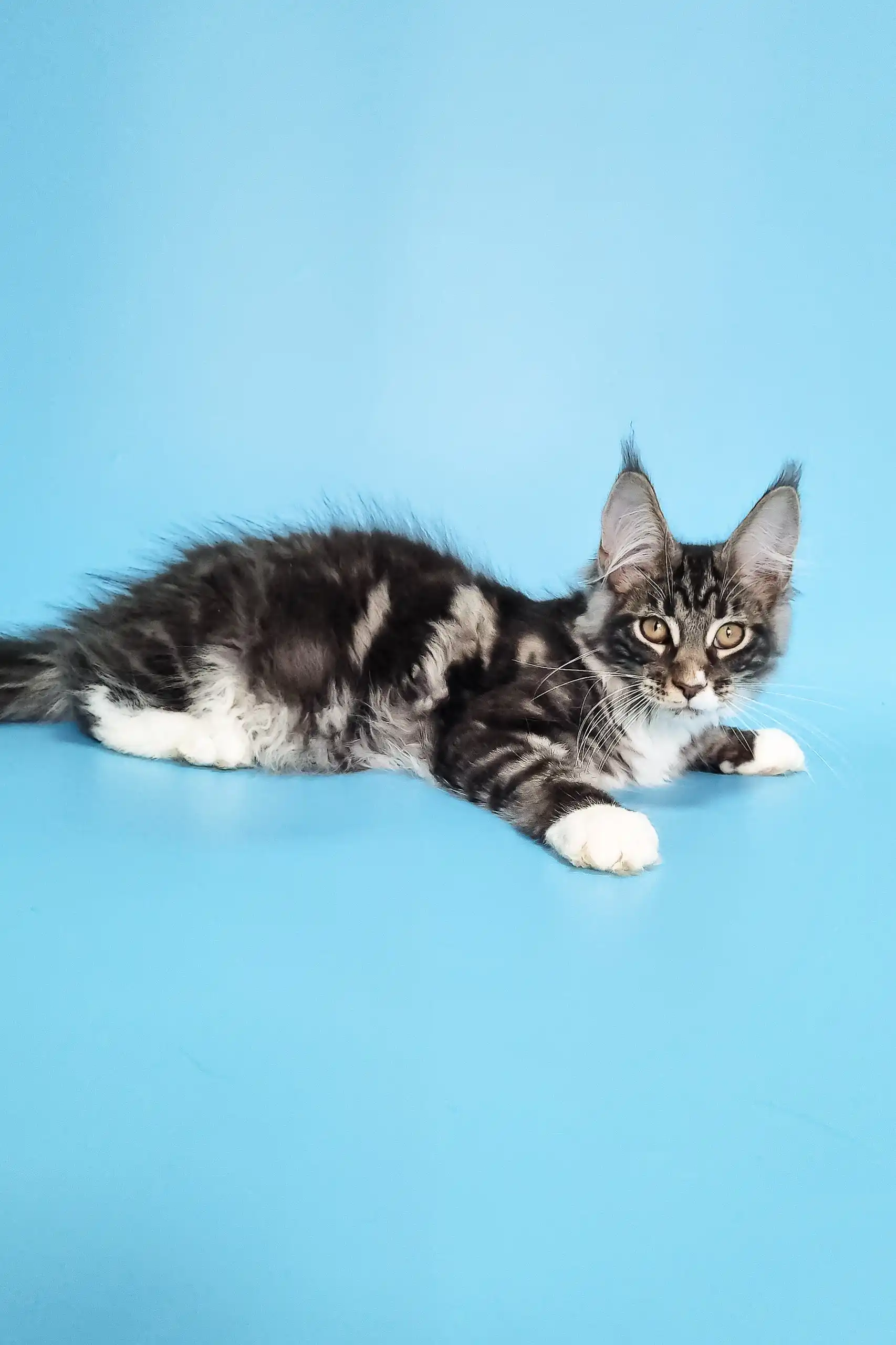 Denis | Maine Coon Kitten - Image 4