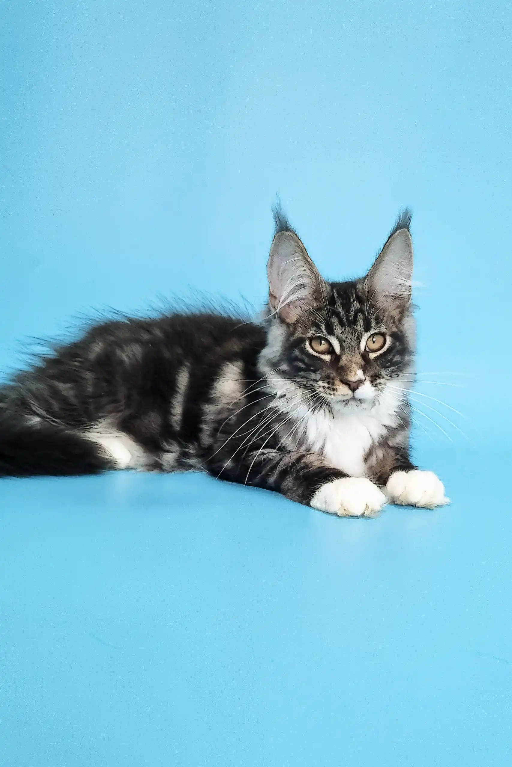 Denis | Maine Coon Kitten - Image 6