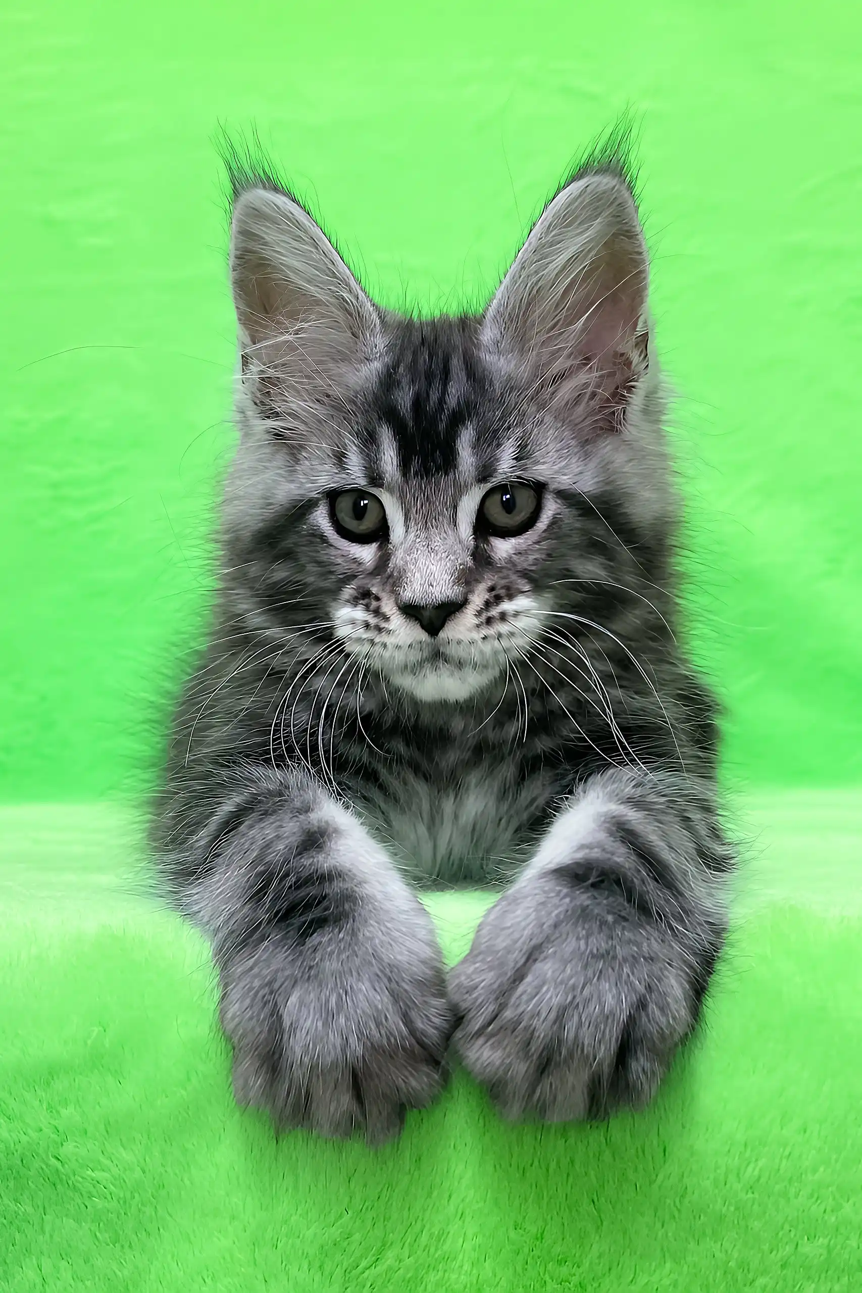 Dexter | Maine Coon Kitten - Image 2