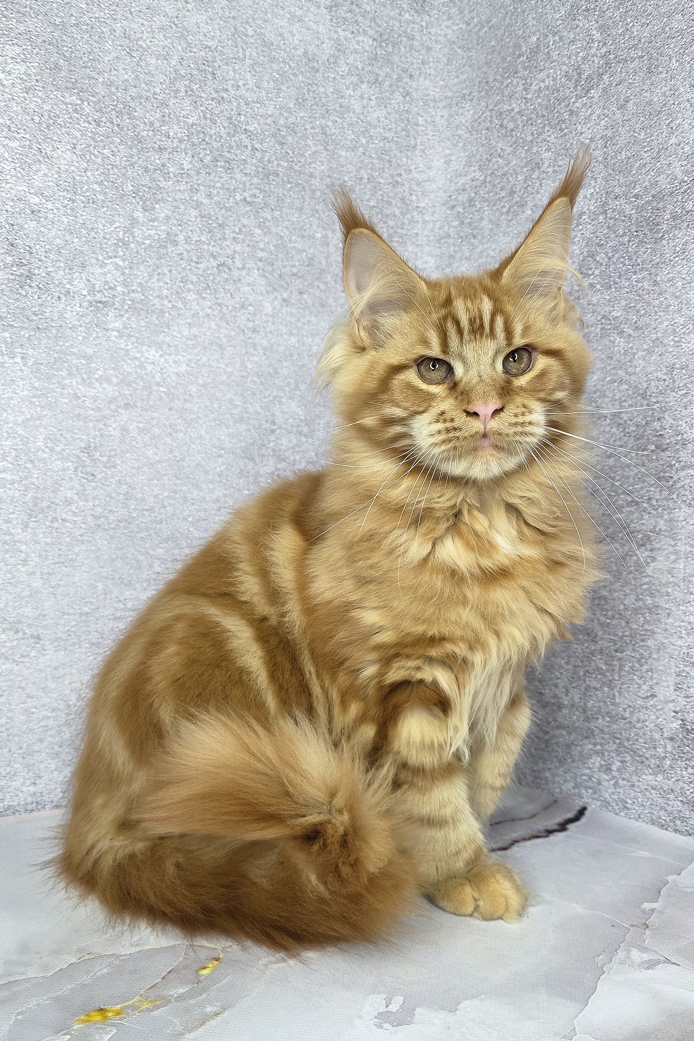 Dexter | Maine Coon Kitten - Image 10