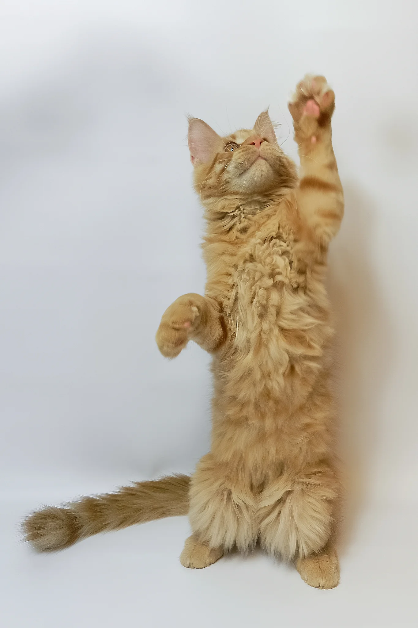 Dexter | Maine Coon Kitten - Image 2