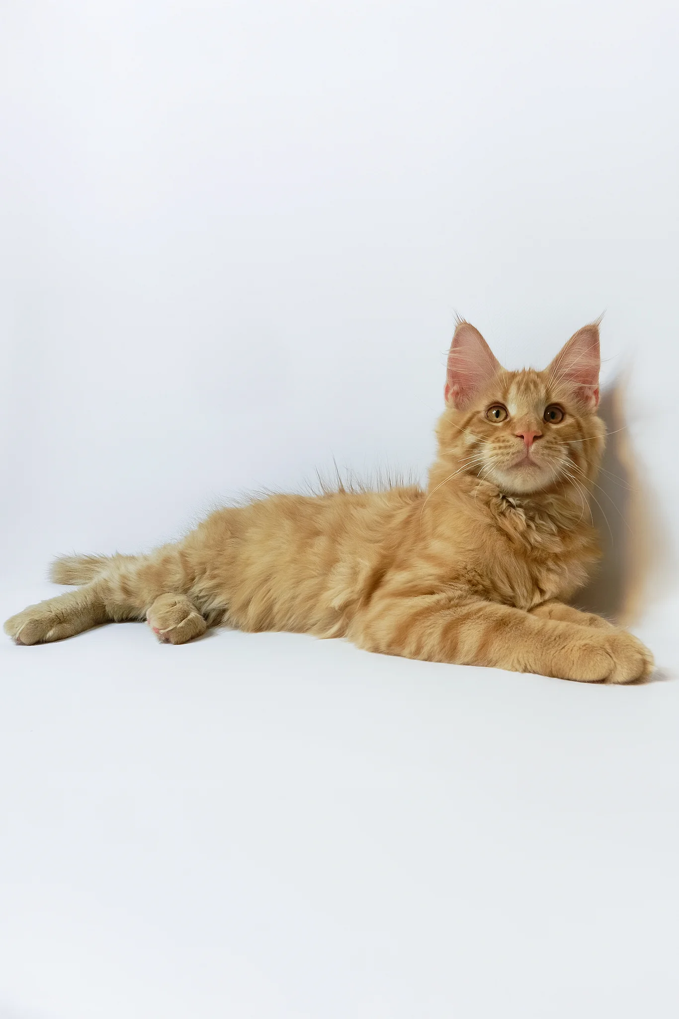 Dexter | Maine Coon Kitten - Image 7