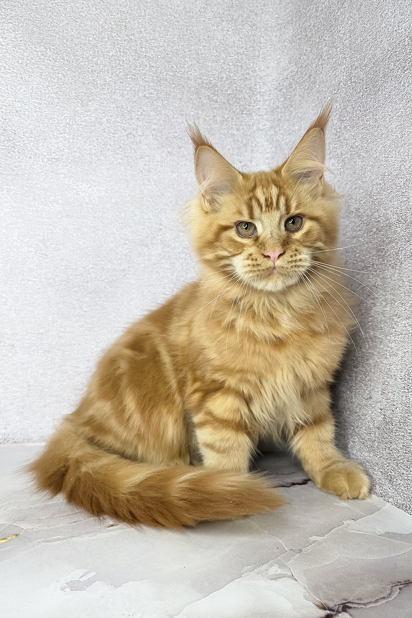 Dexter | Maine Coon Kitten - Image 3