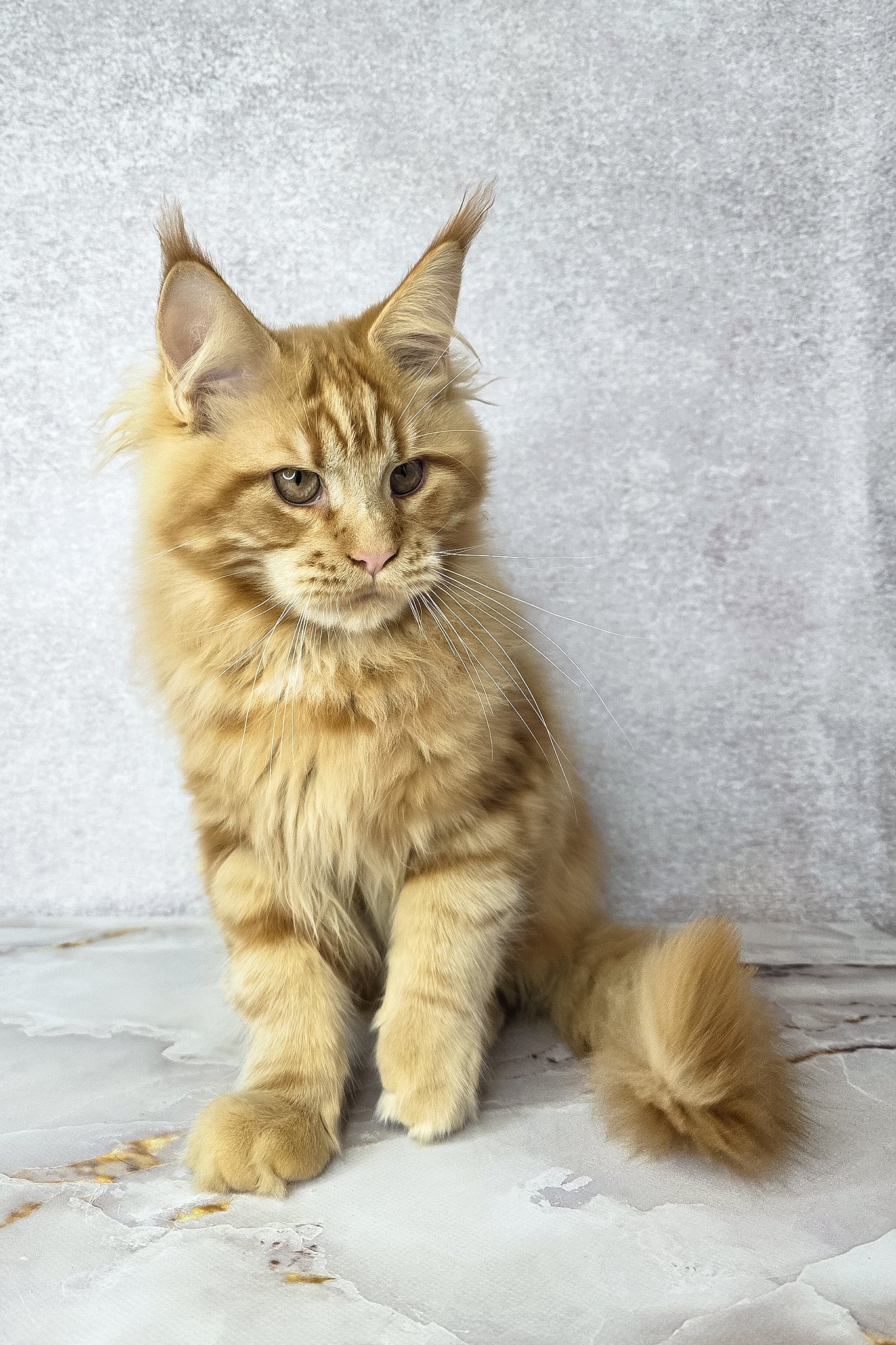 Dexter | Maine Coon Kitten - Image 7