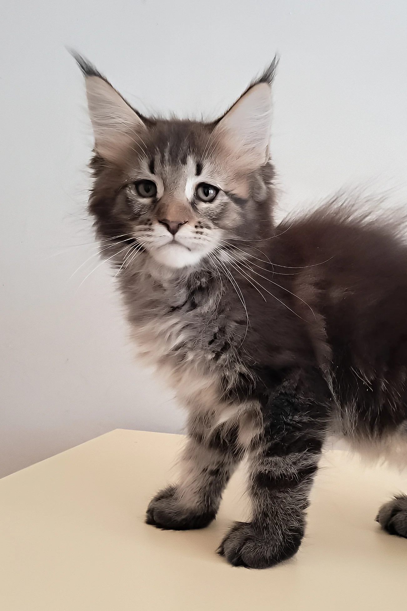 Diamant | Maine Coon Kitten - Image 2