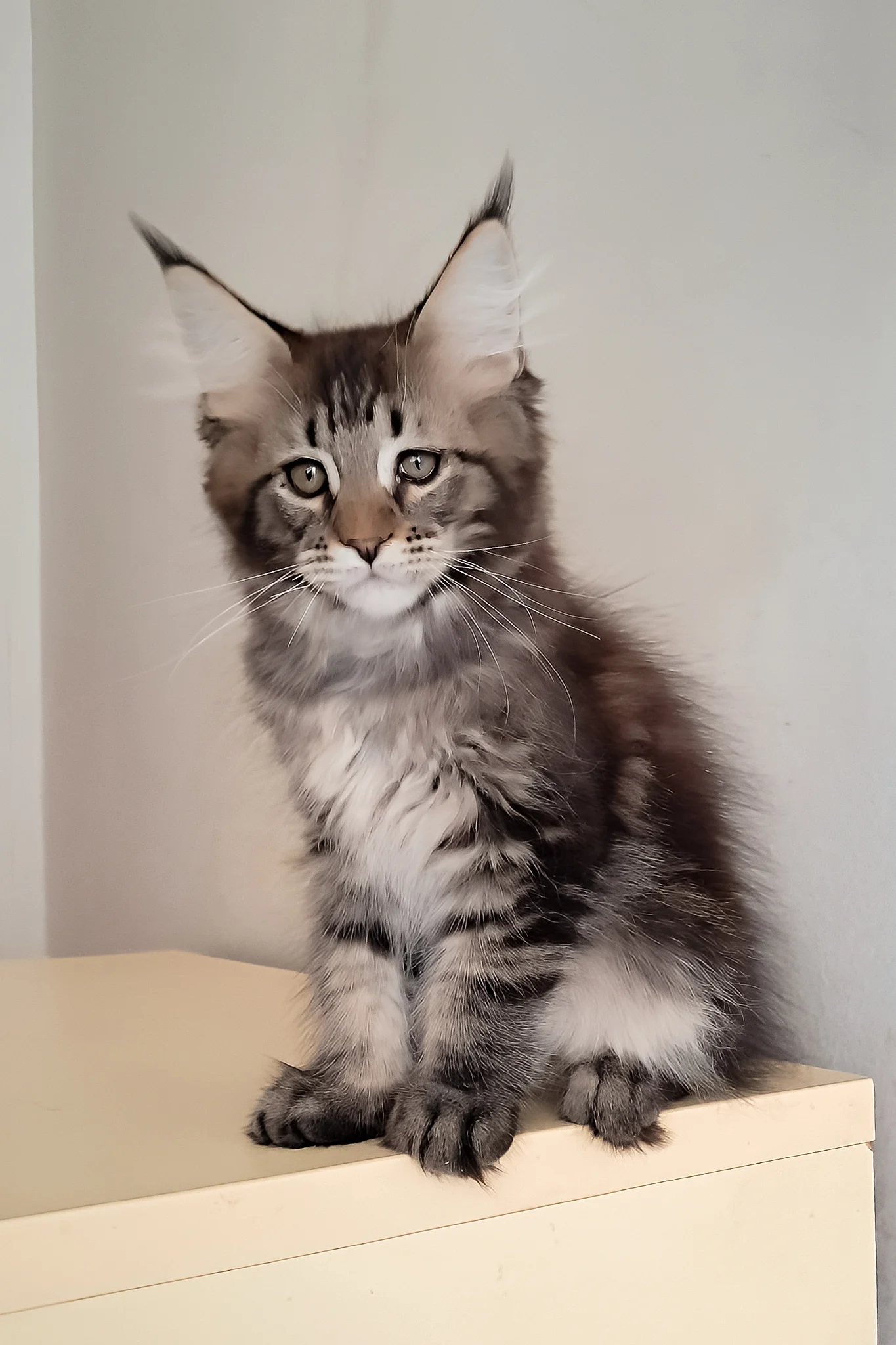Diamant | Maine Coon Kitten - Image 6