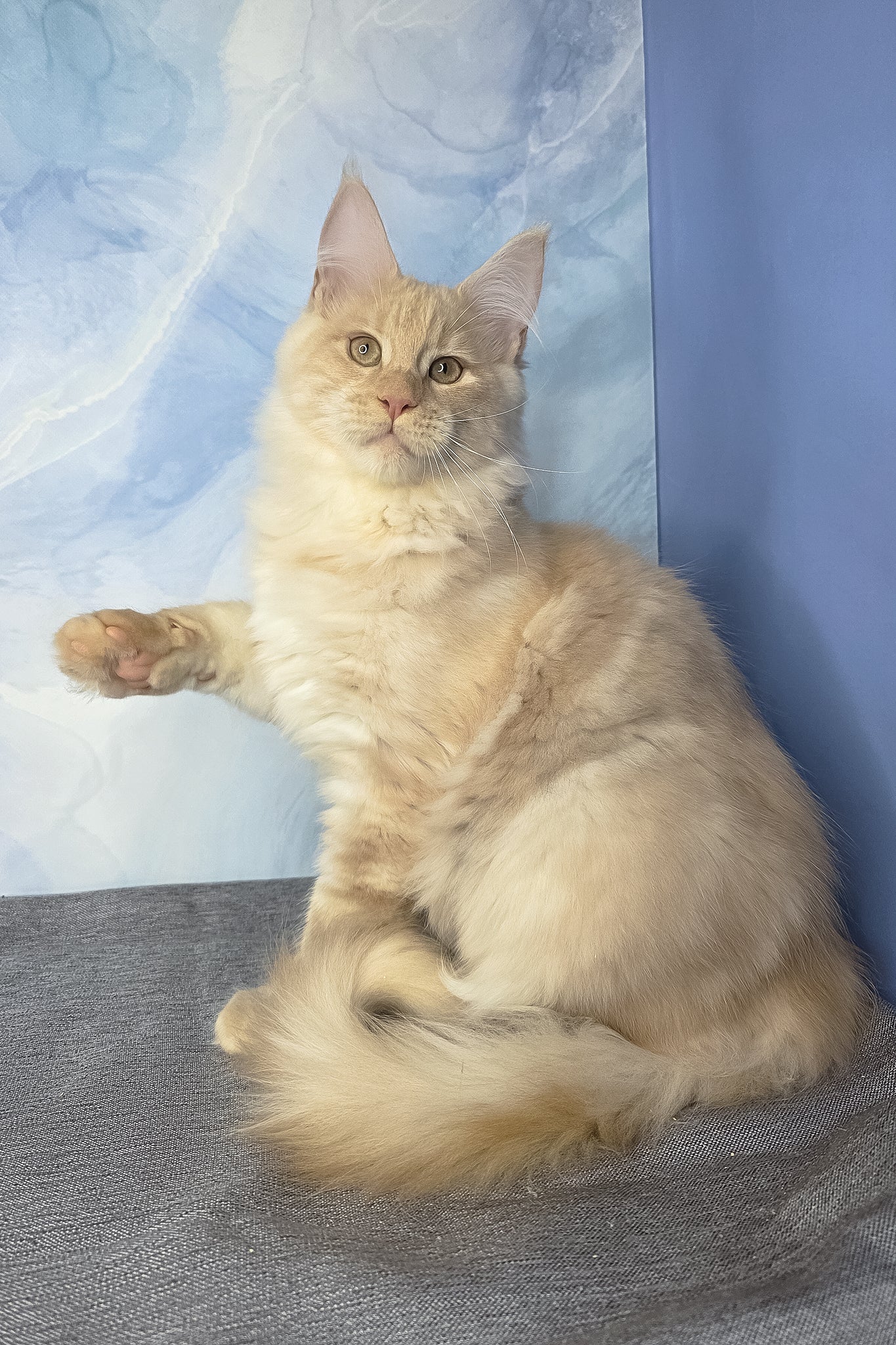 Diesel | Maine Coon Kitten - Image 10