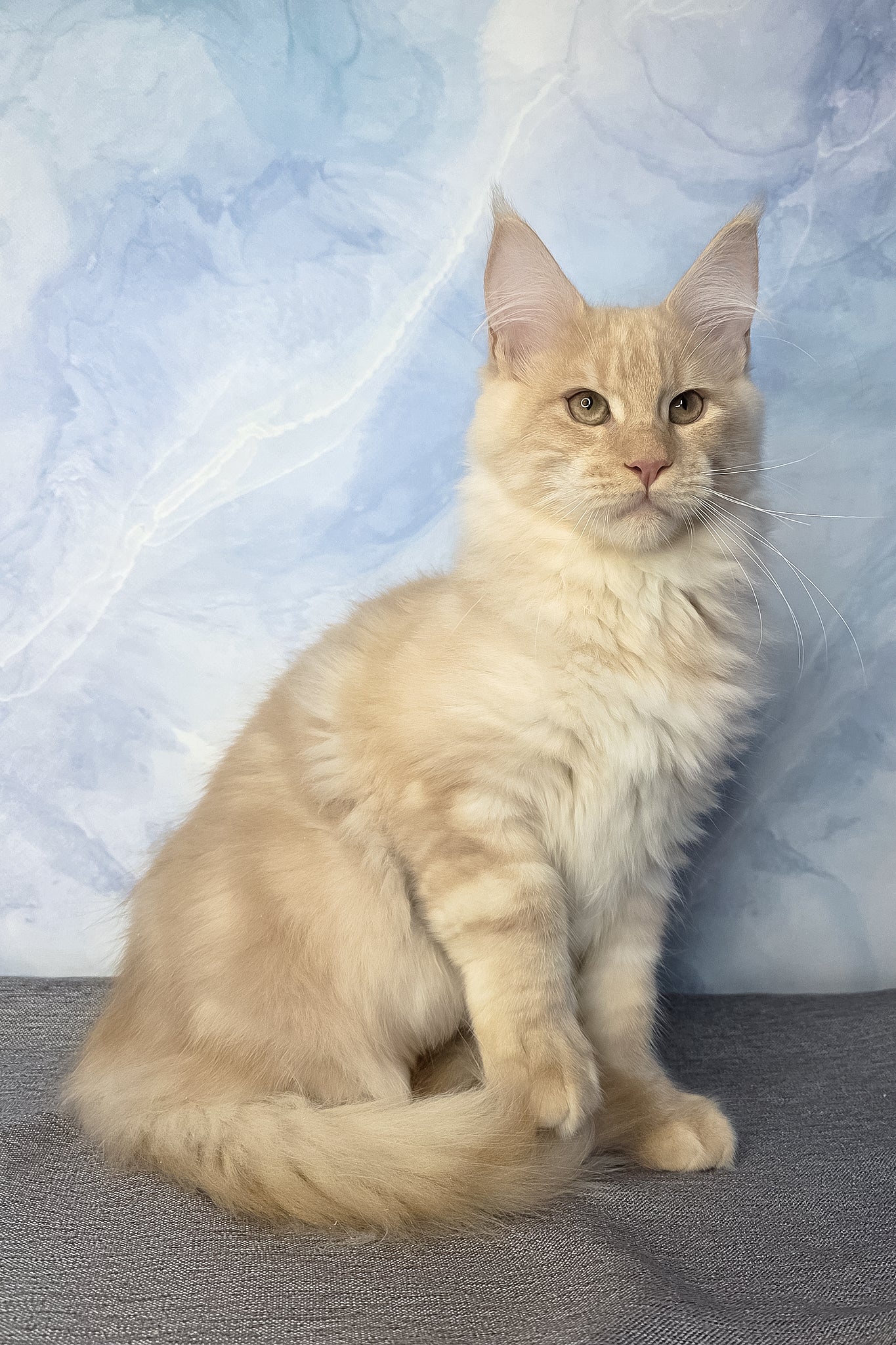 Diesel | Maine Coon Kitten - Image 13