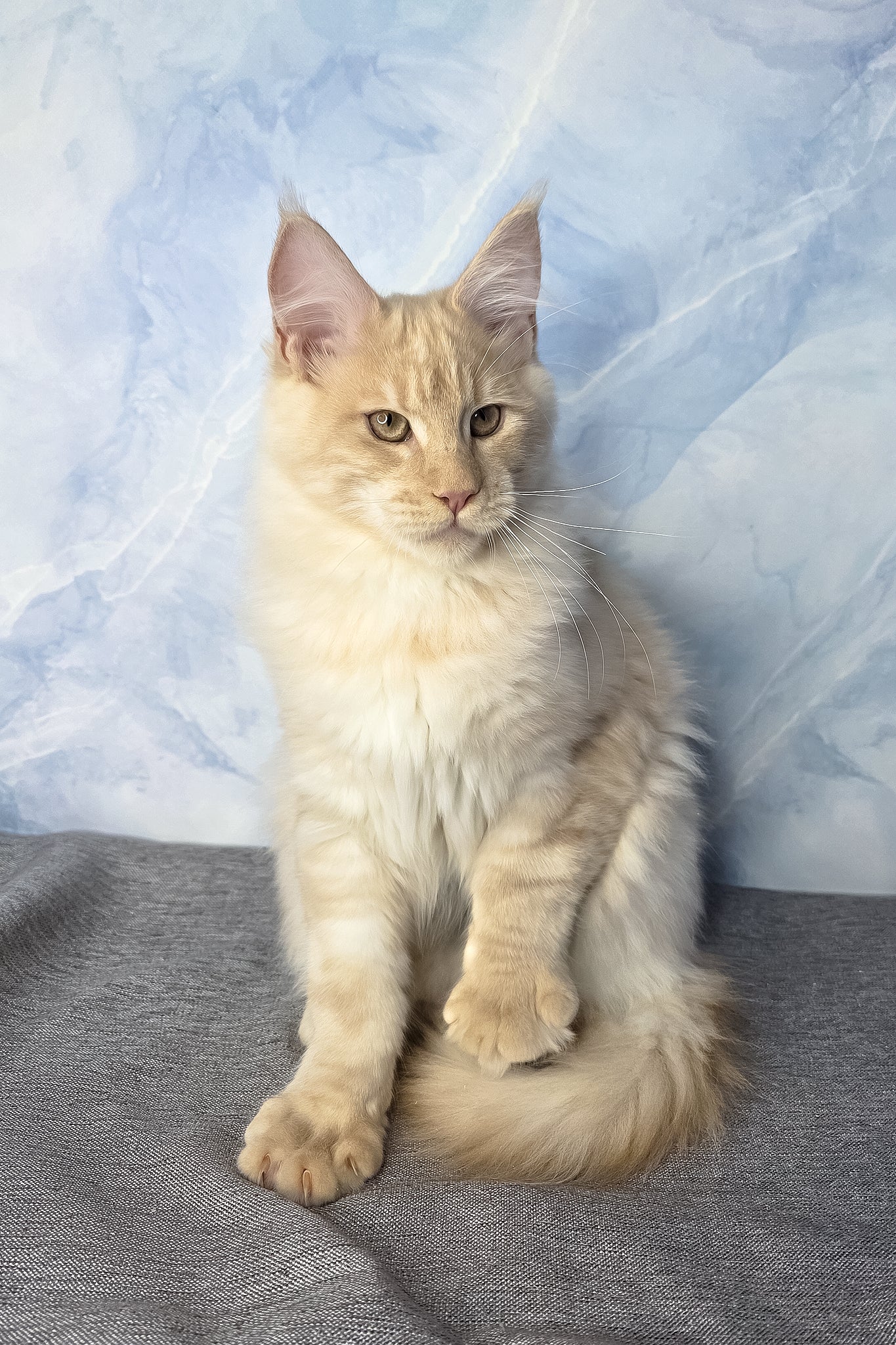 Diesel | Maine Coon Kitten - Image 8