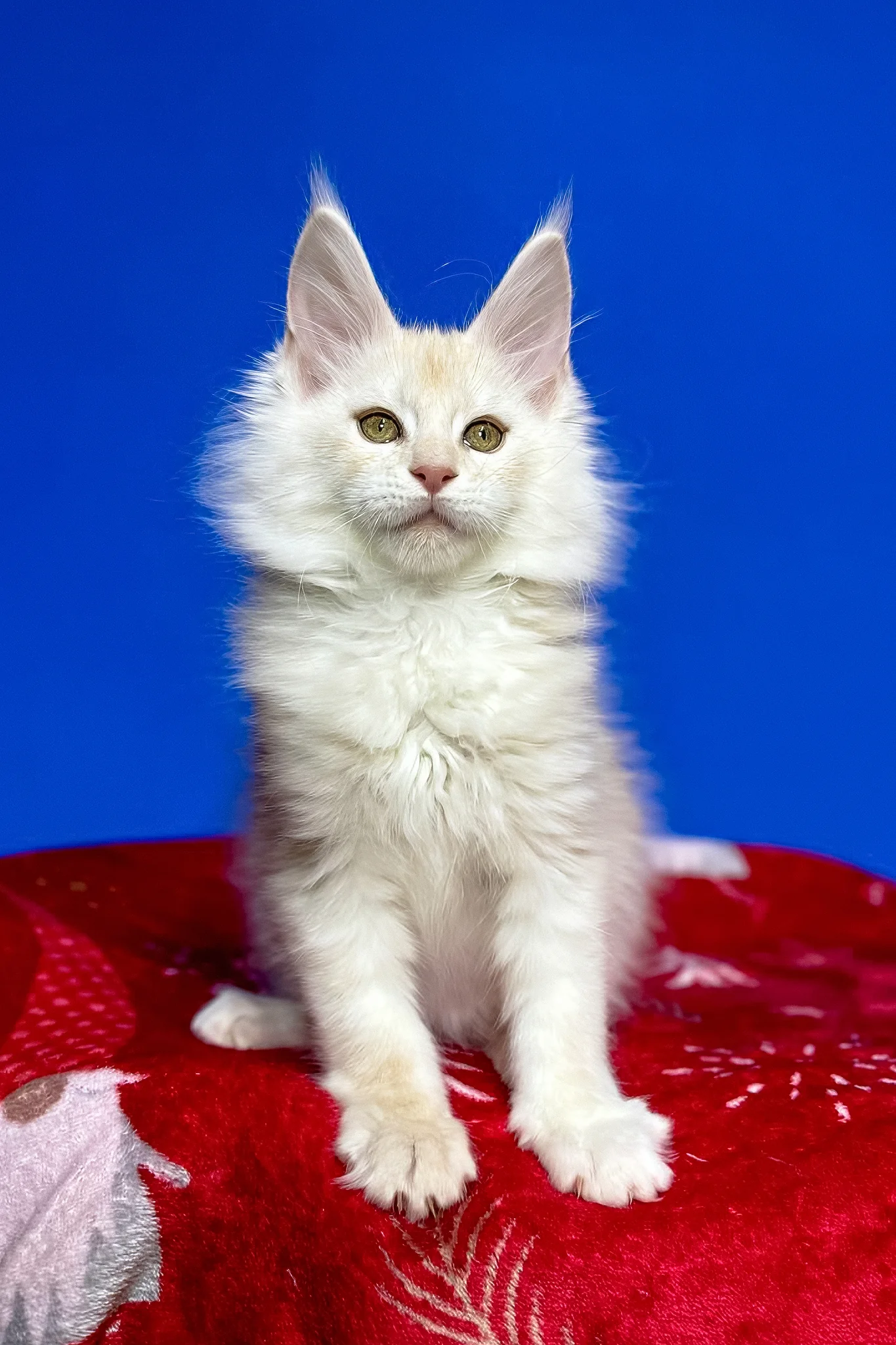 Dik | Maine Coon Kitten - Image 7