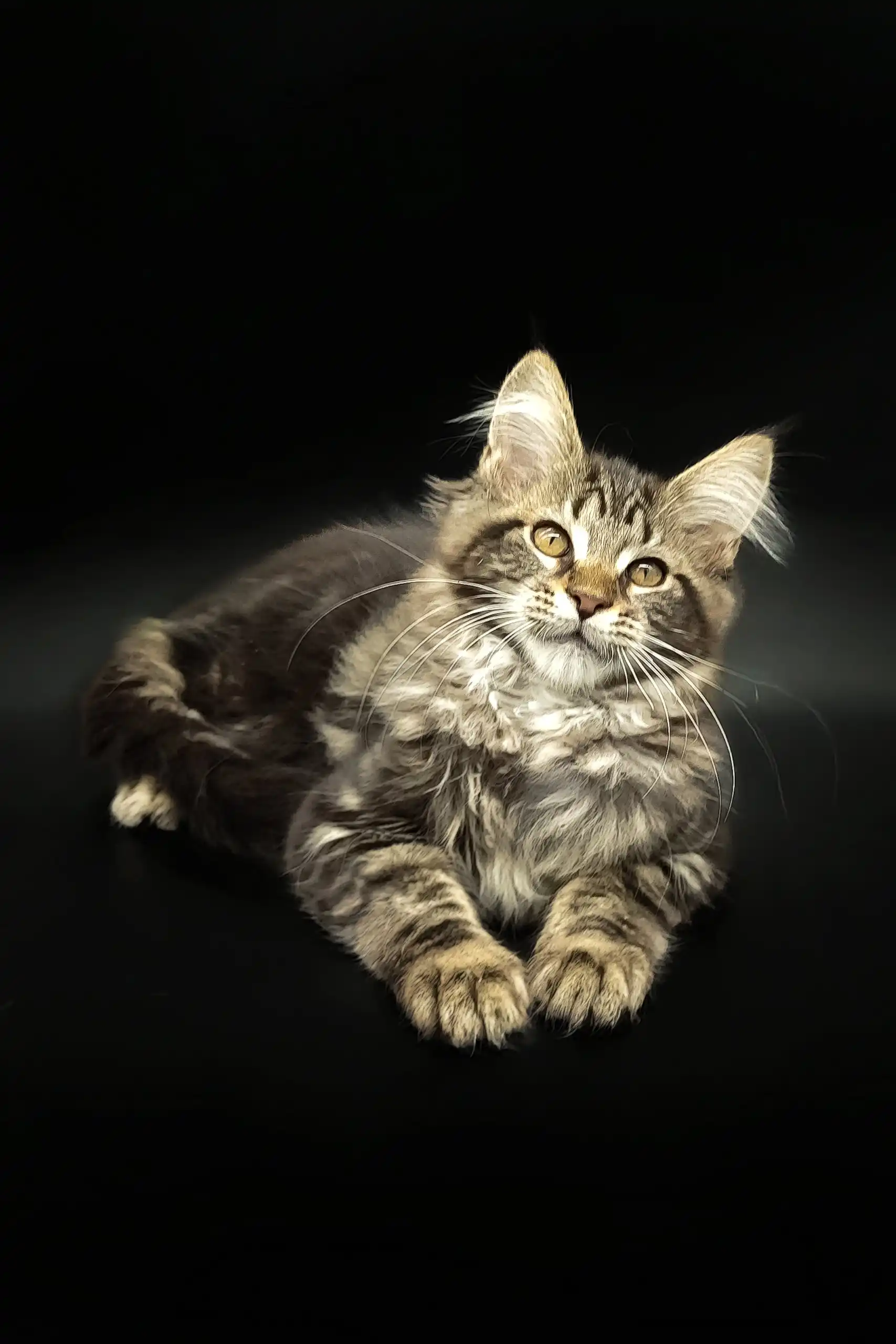Dilan | Maine Coon Kitten - Image 3
