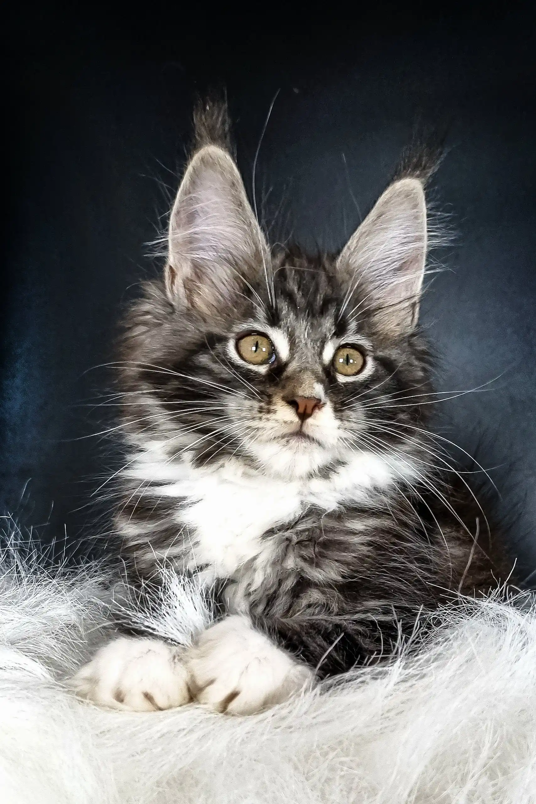 Dinis | Maine Coon Kitten - Image 3