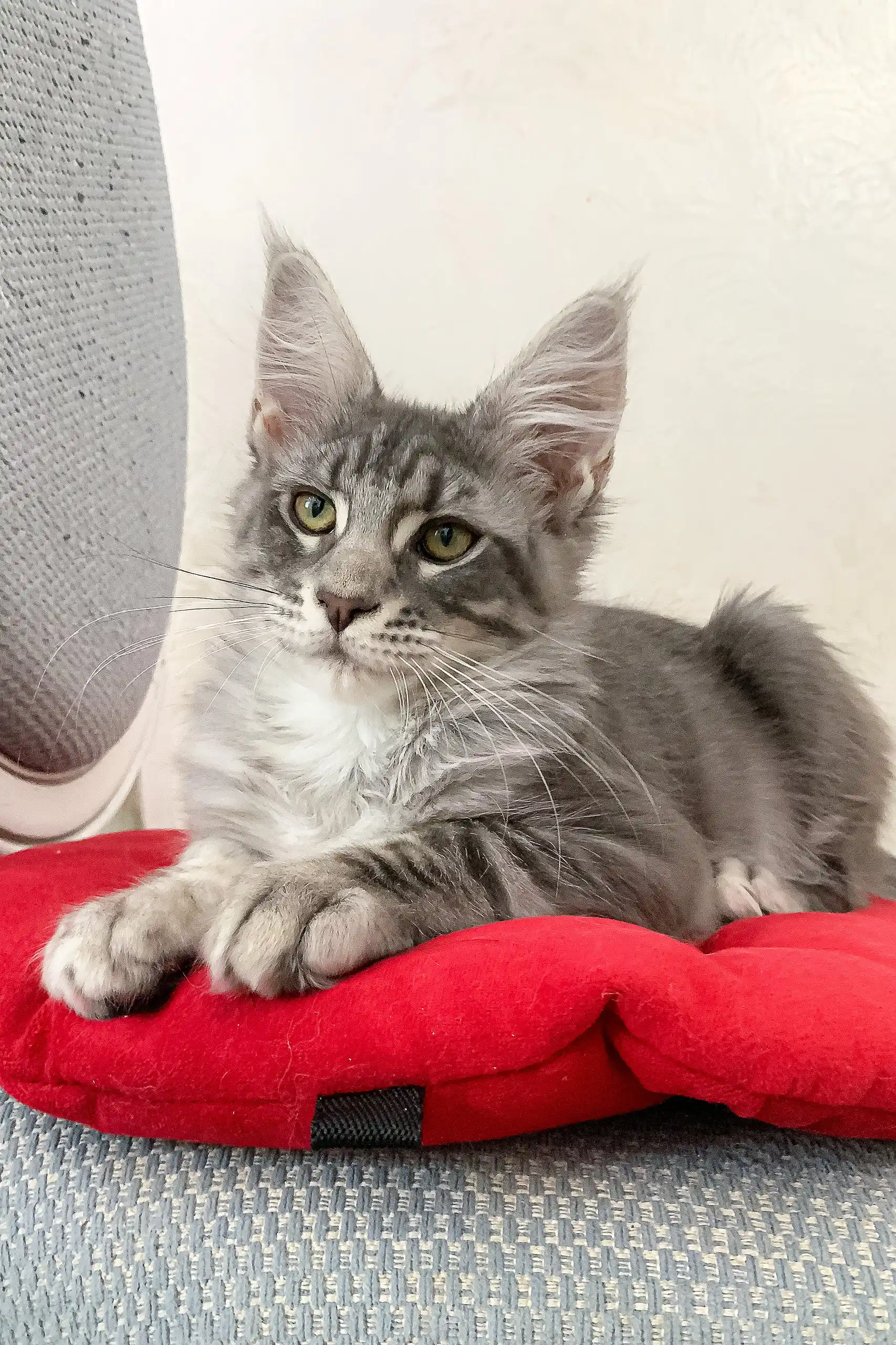 Eddy | Maine Coon Kitten - Image 9