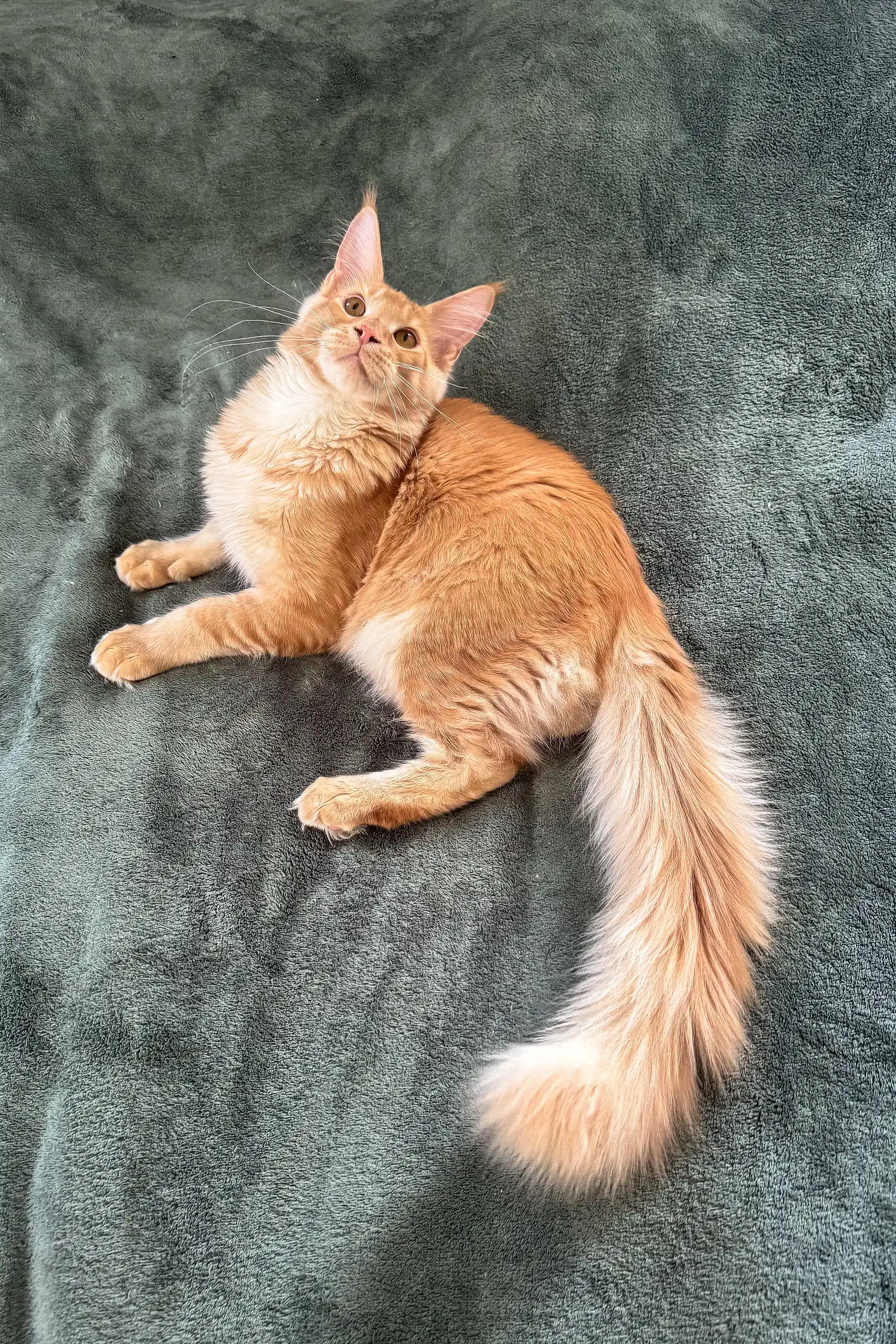 Edgar | Maine Coon Kitten - Image 12