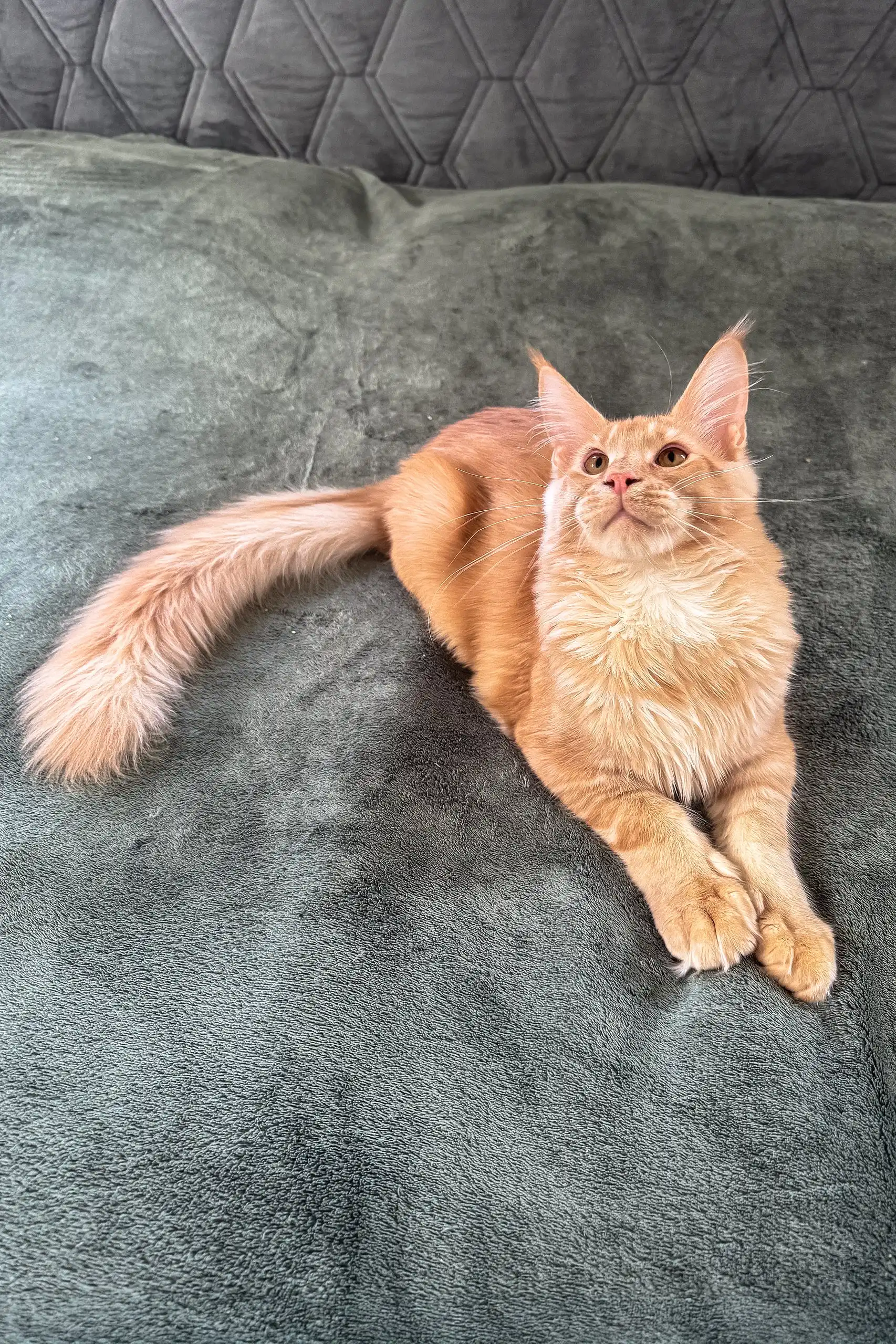 Edgar | Maine Coon Kitten - Image 6