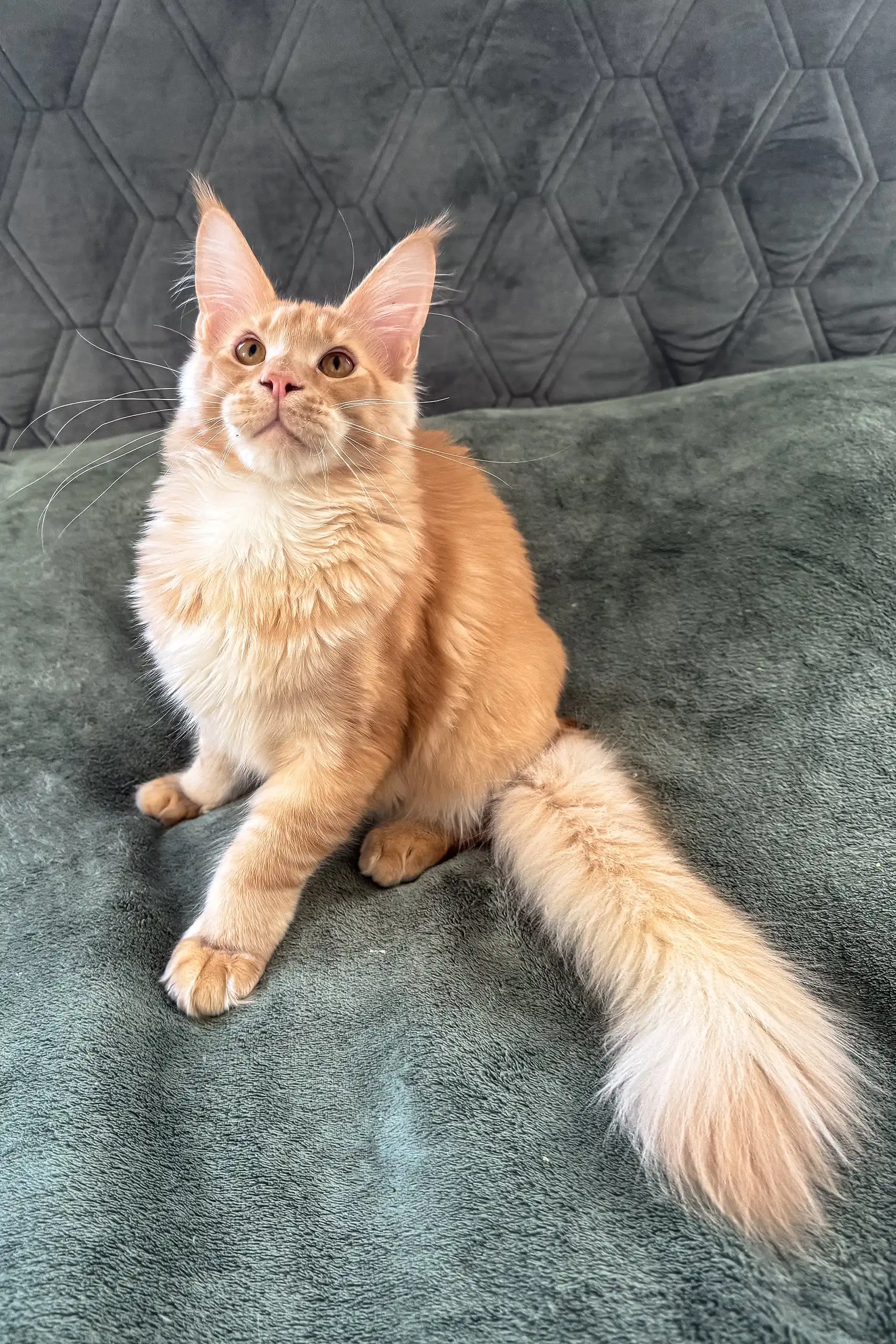 Edgar | Maine Coon Kitten - Image 7
