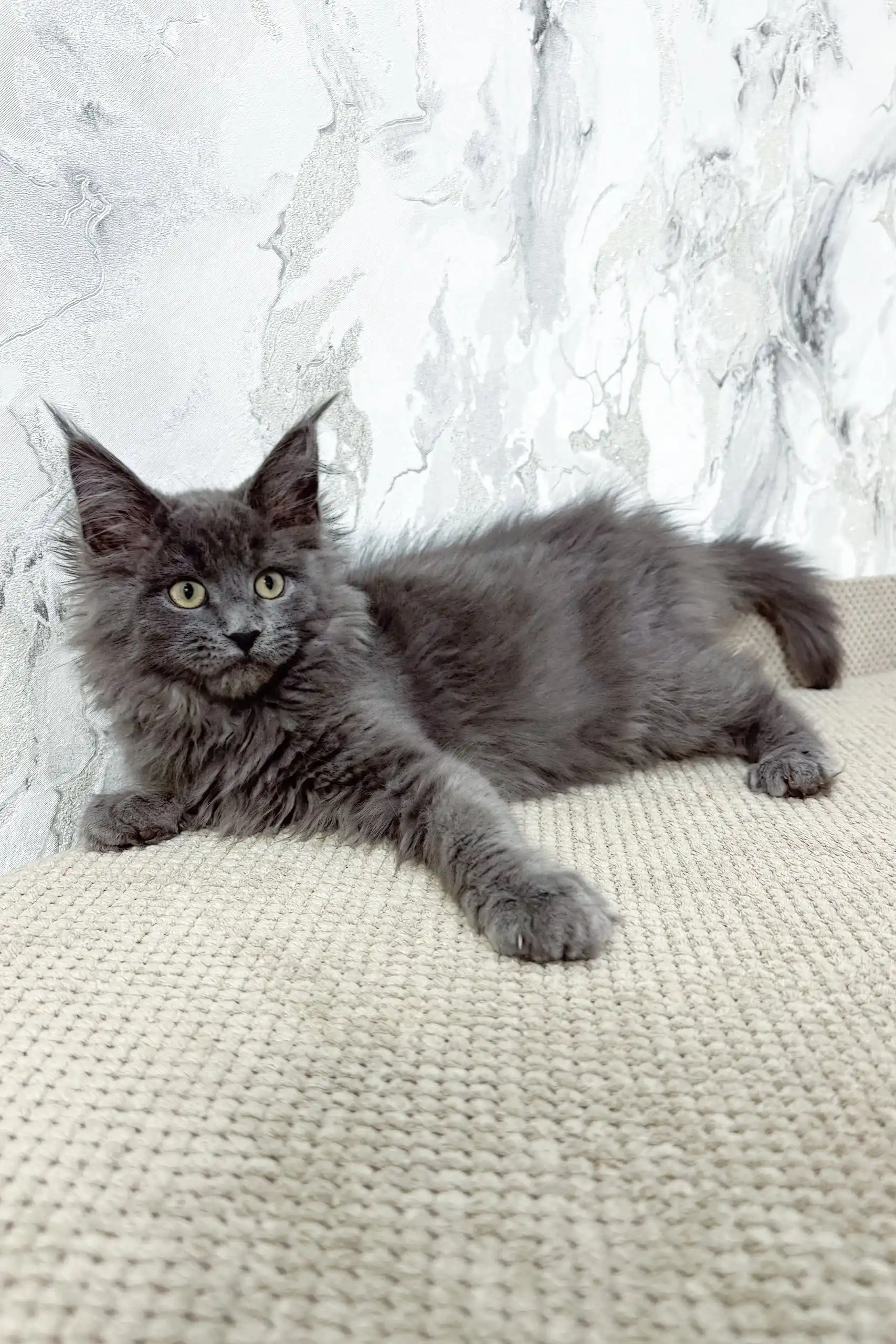 Ekler | Maine Coon Kitten - Image 2