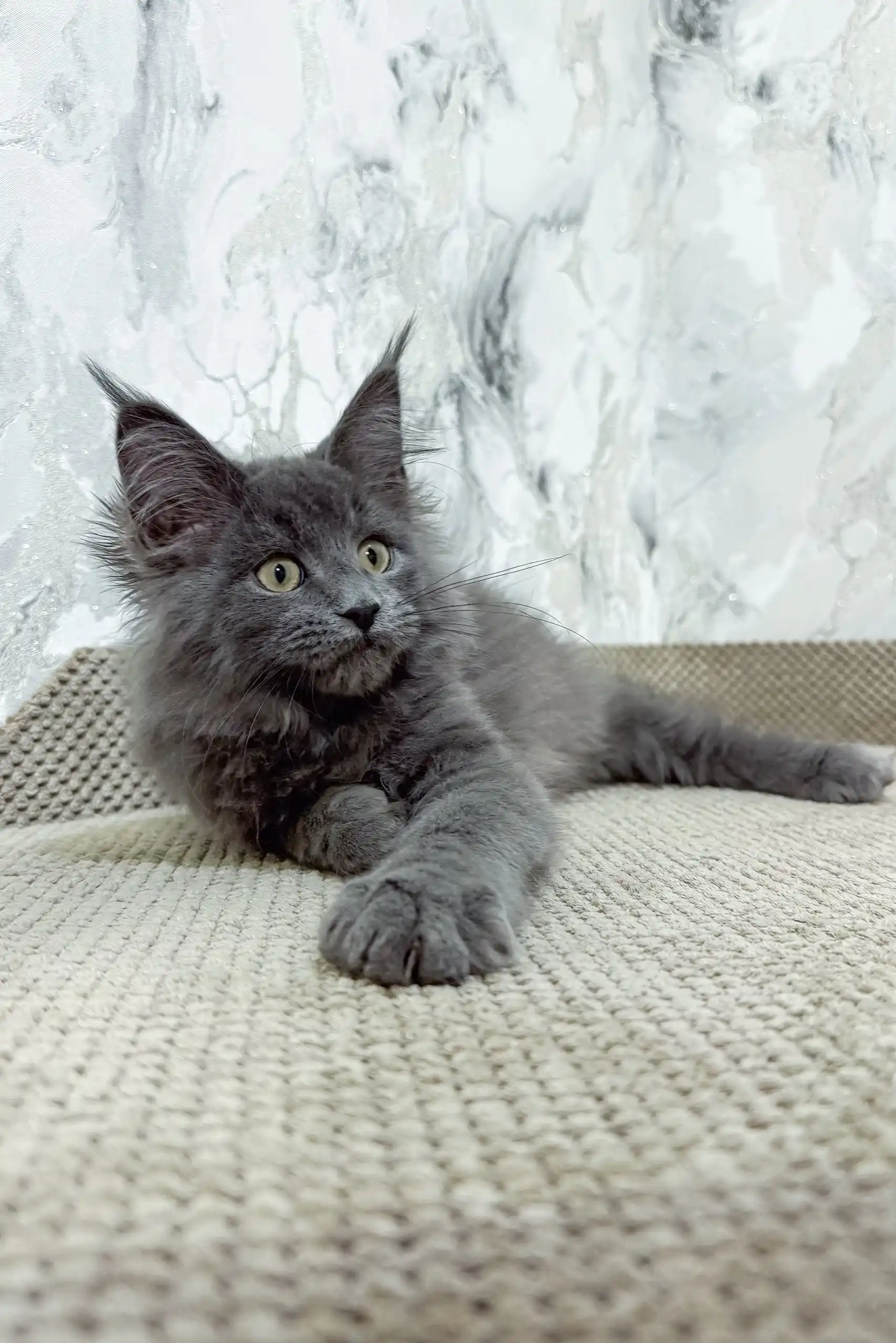 Ekler | Maine Coon Kitten - Image 6