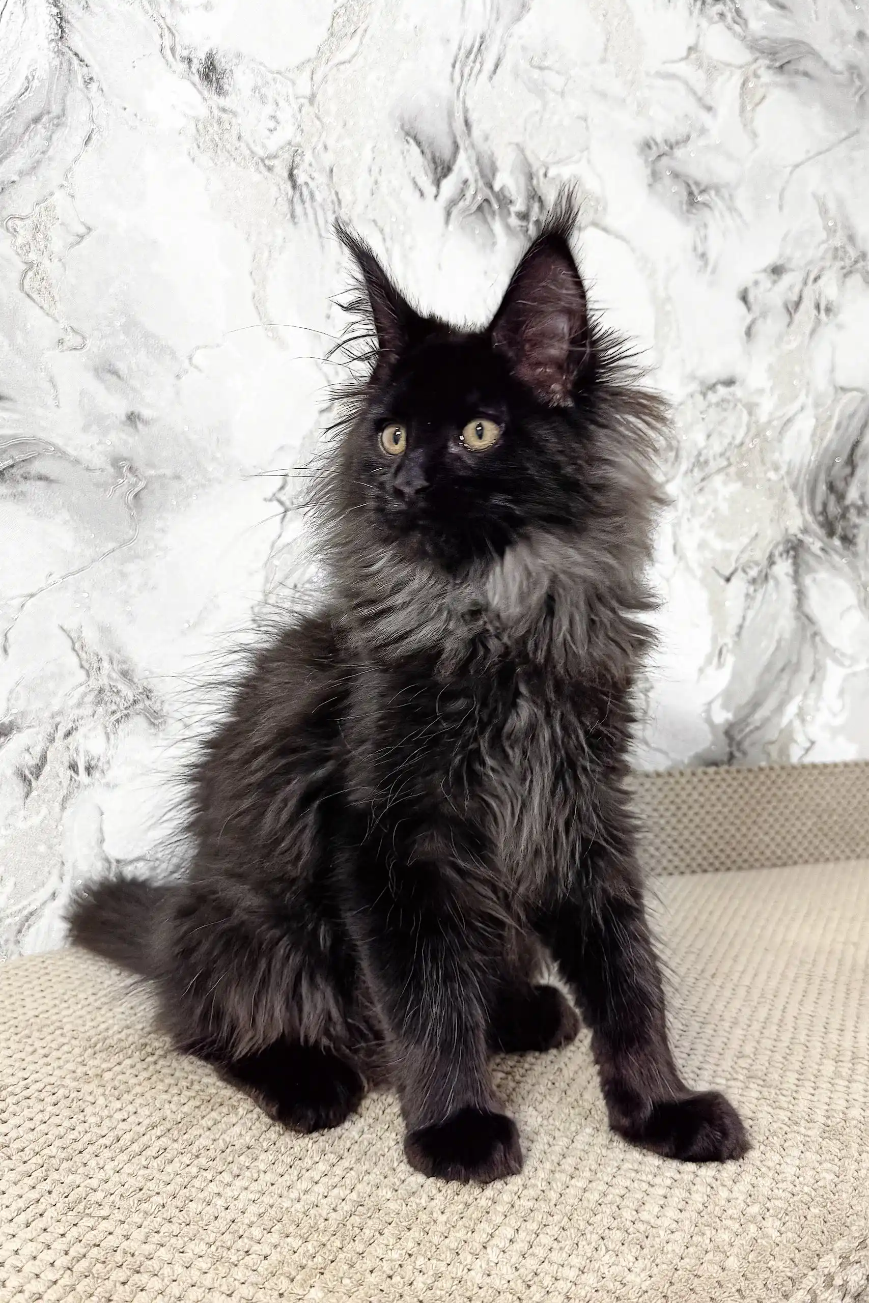 Elton | Maine Coon Kitten - Image 3