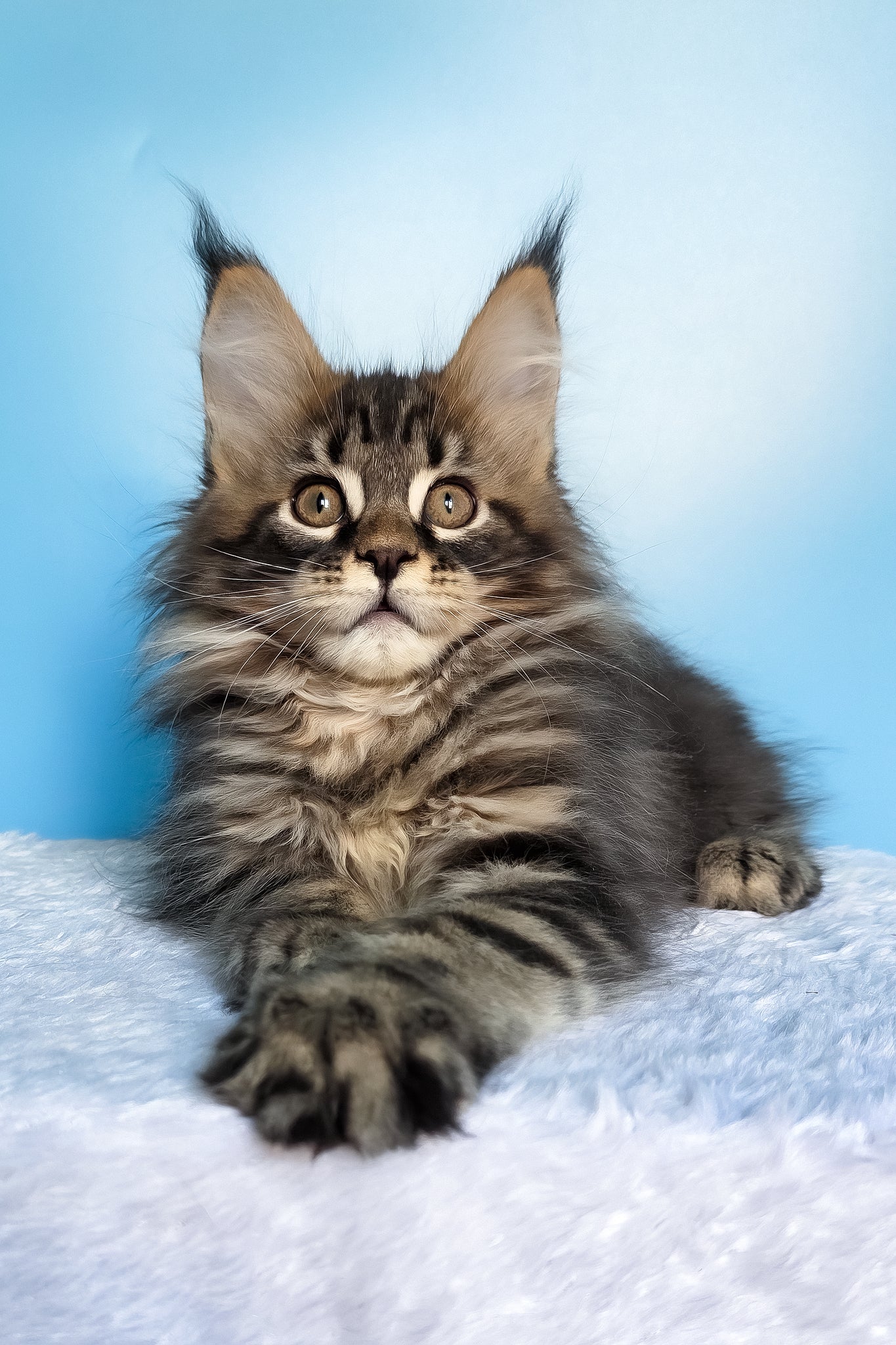 Elzar | Maine Coon Kitten - Image 10