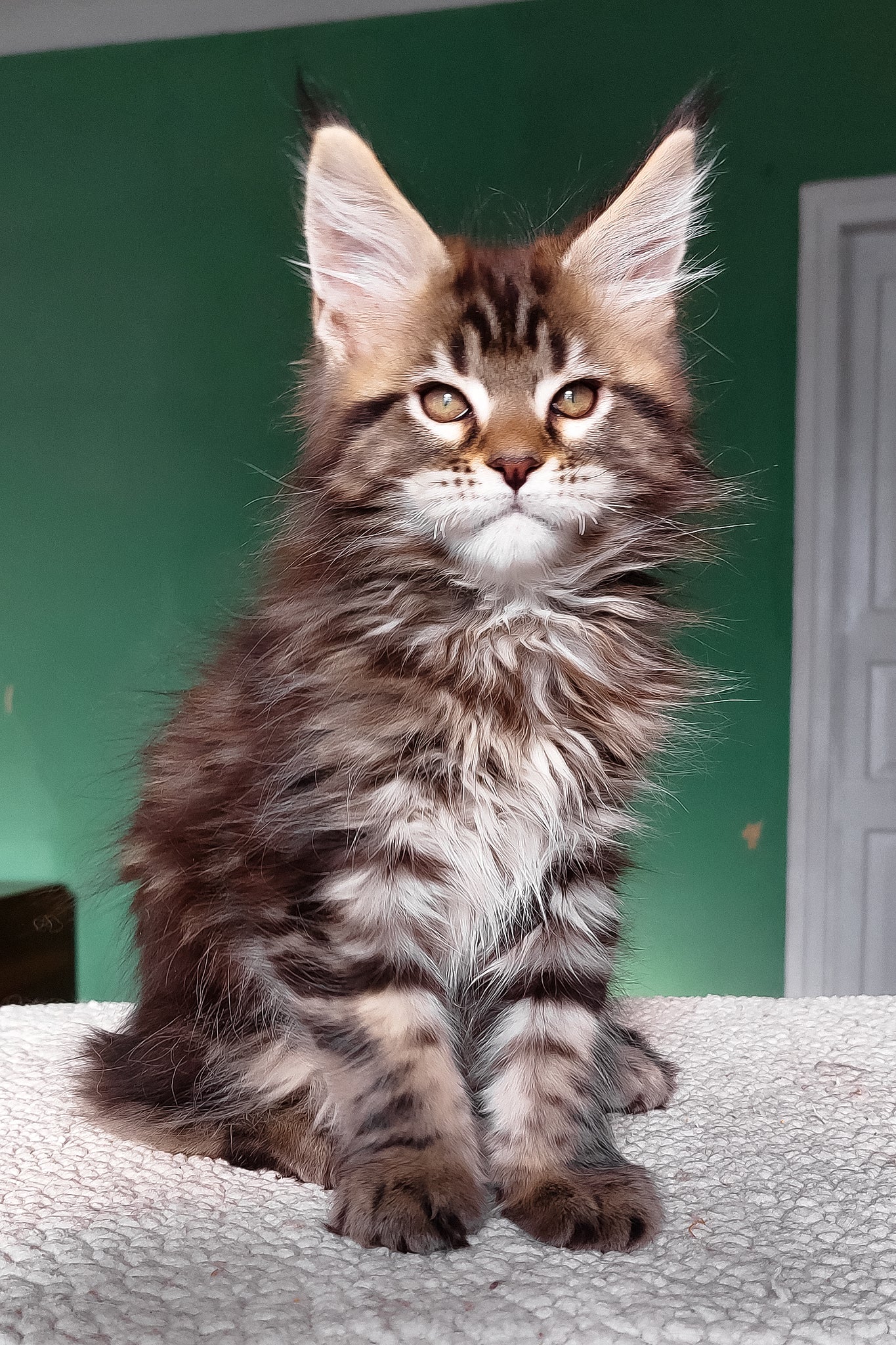 Emerald | Maine Coon Kitten - Image 10