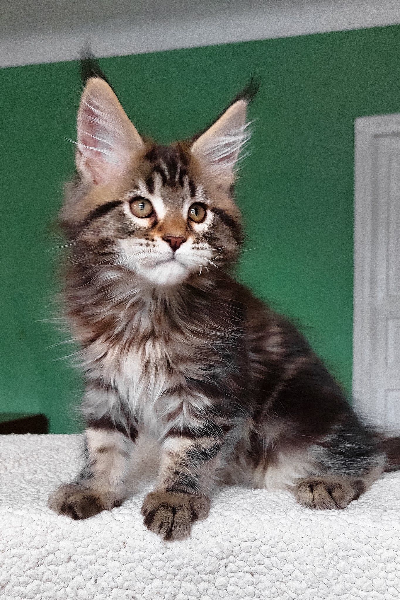 Emerald | Maine Coon Kitten - Image 11