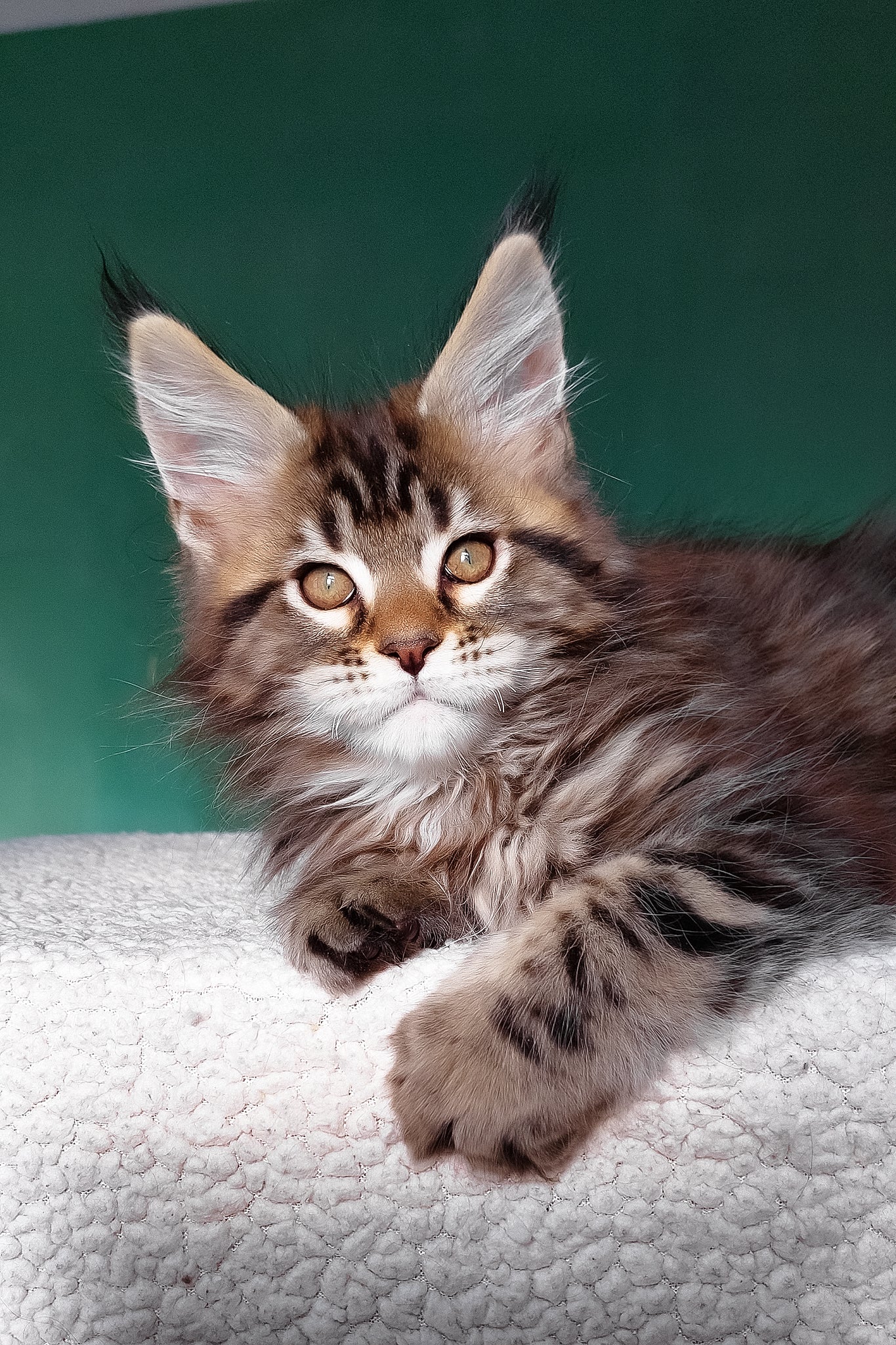 Emerald | Maine Coon Kitten - Image 15