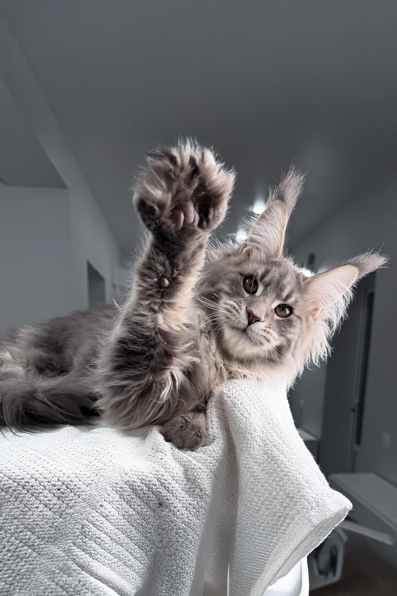 Emperror | Maine Coon Kitten - Image 3