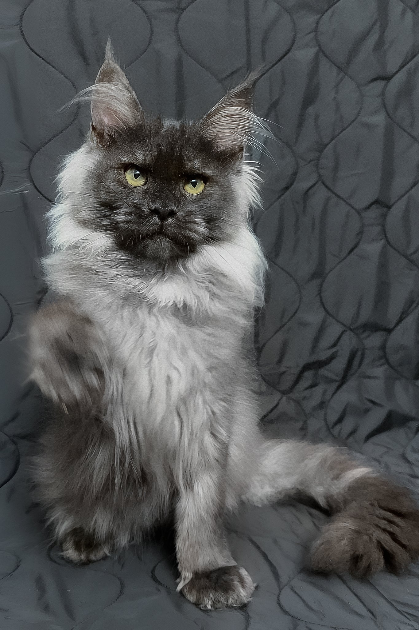 Endi | Maine Coon Kitten - Image 3