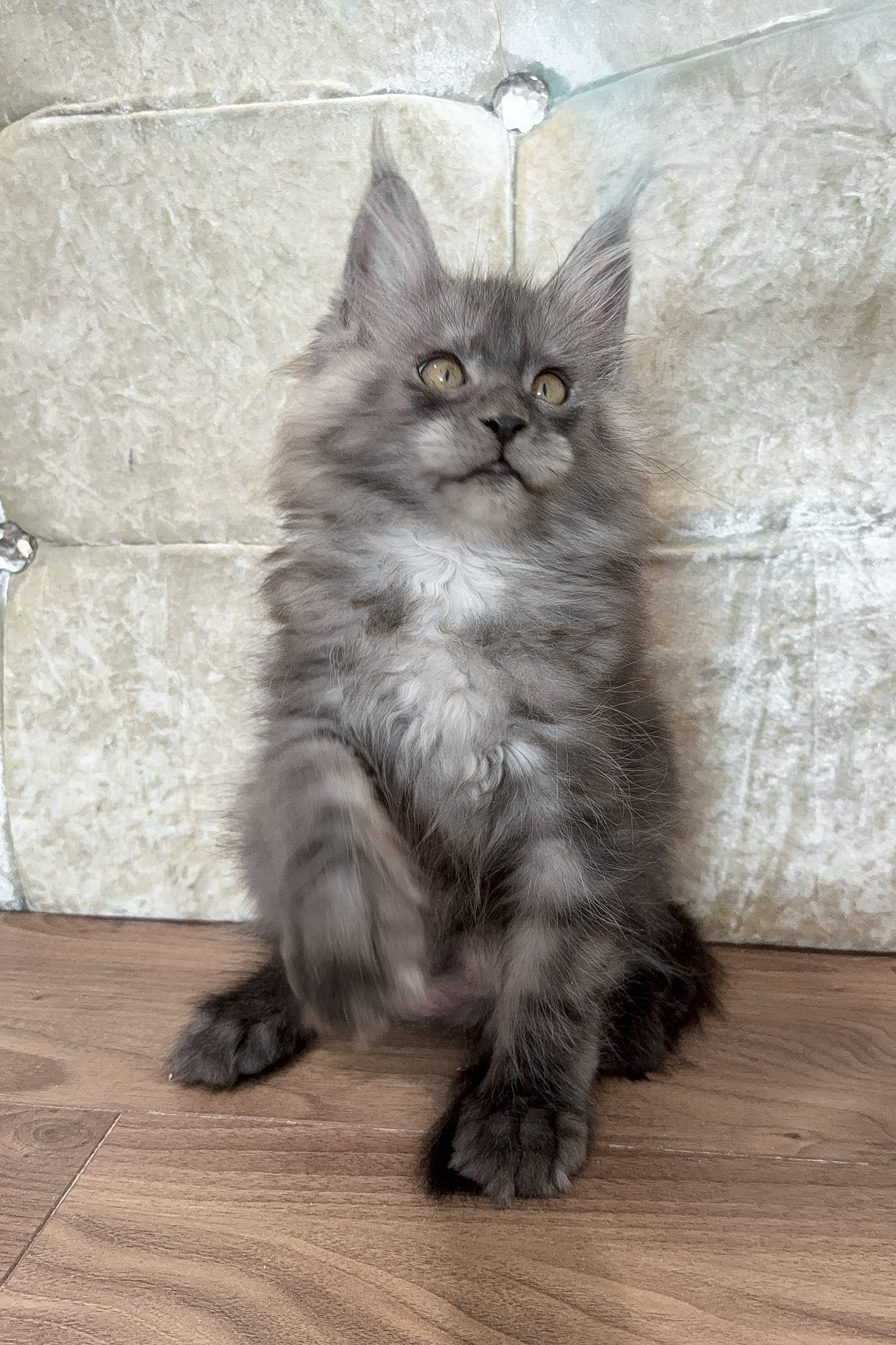 Enzo | Maine Coon Kitten - Image 2