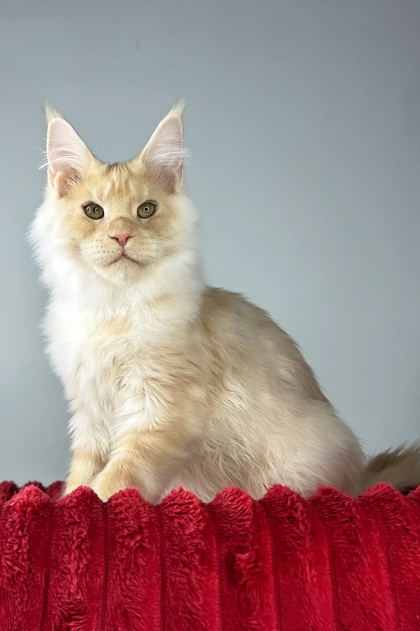 Eric | Maine Coon Kitten - Image 2