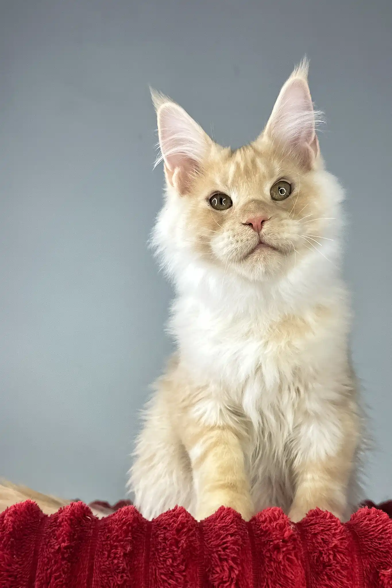 Eric | Maine Coon Kitten - Image 3