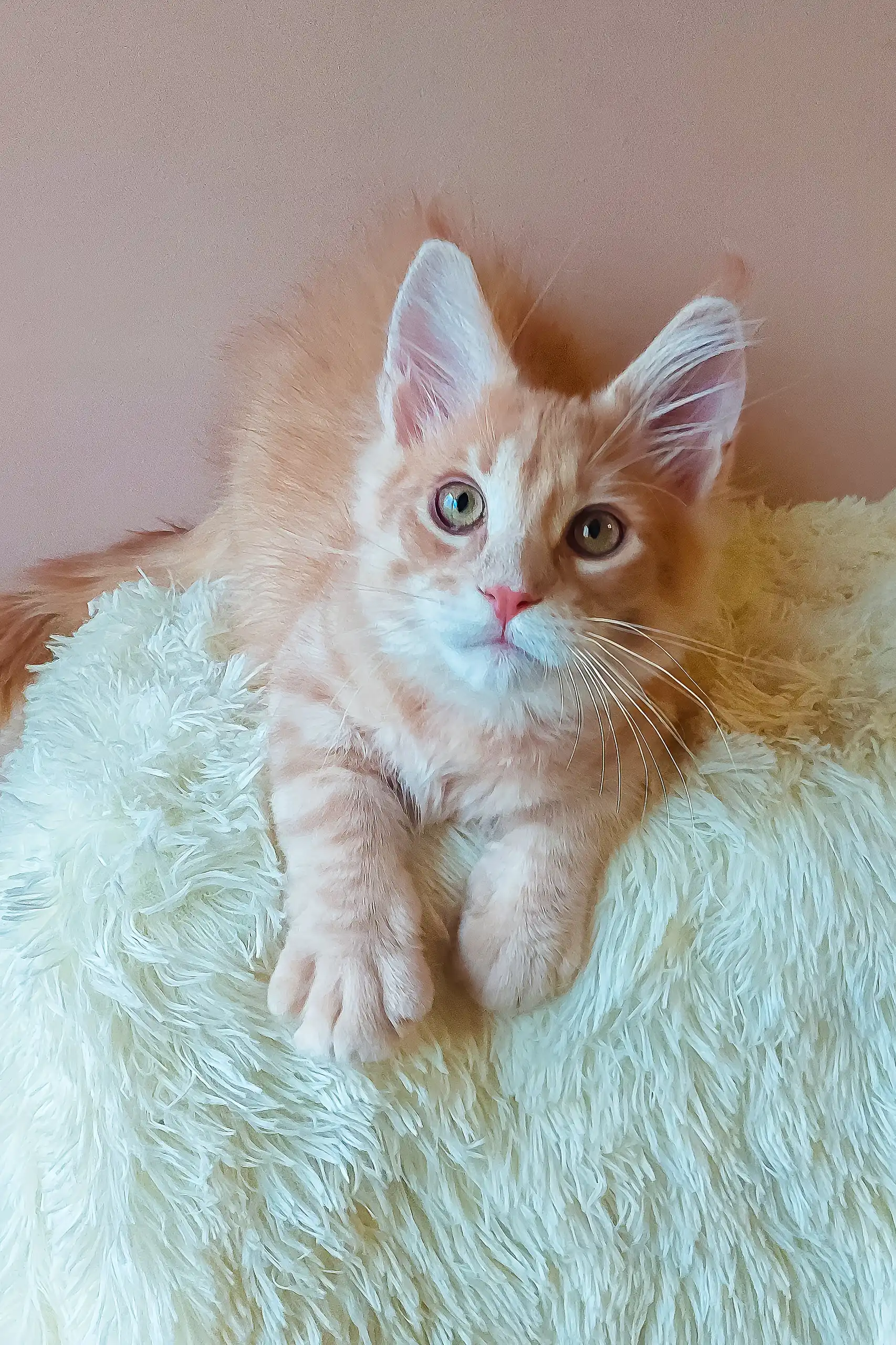 Ernest | Maine Coon Kitten - Image 3