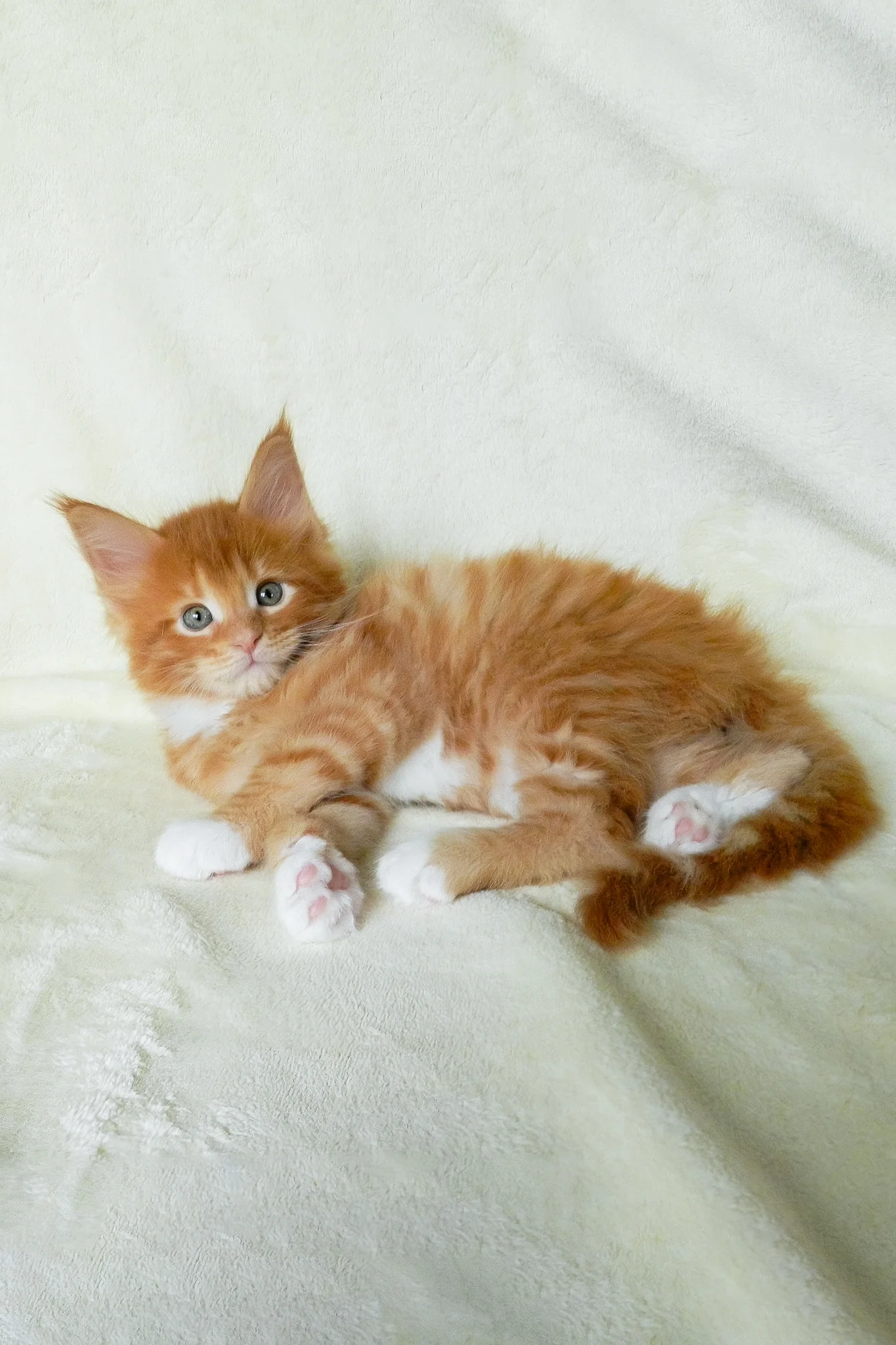 Esaul | Maine Coon Kitten - Image 4