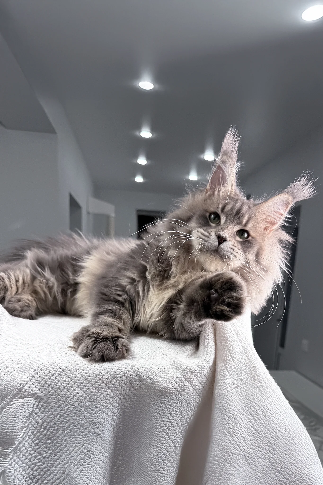 Excellent | Maine Coon Kitten - Image 10