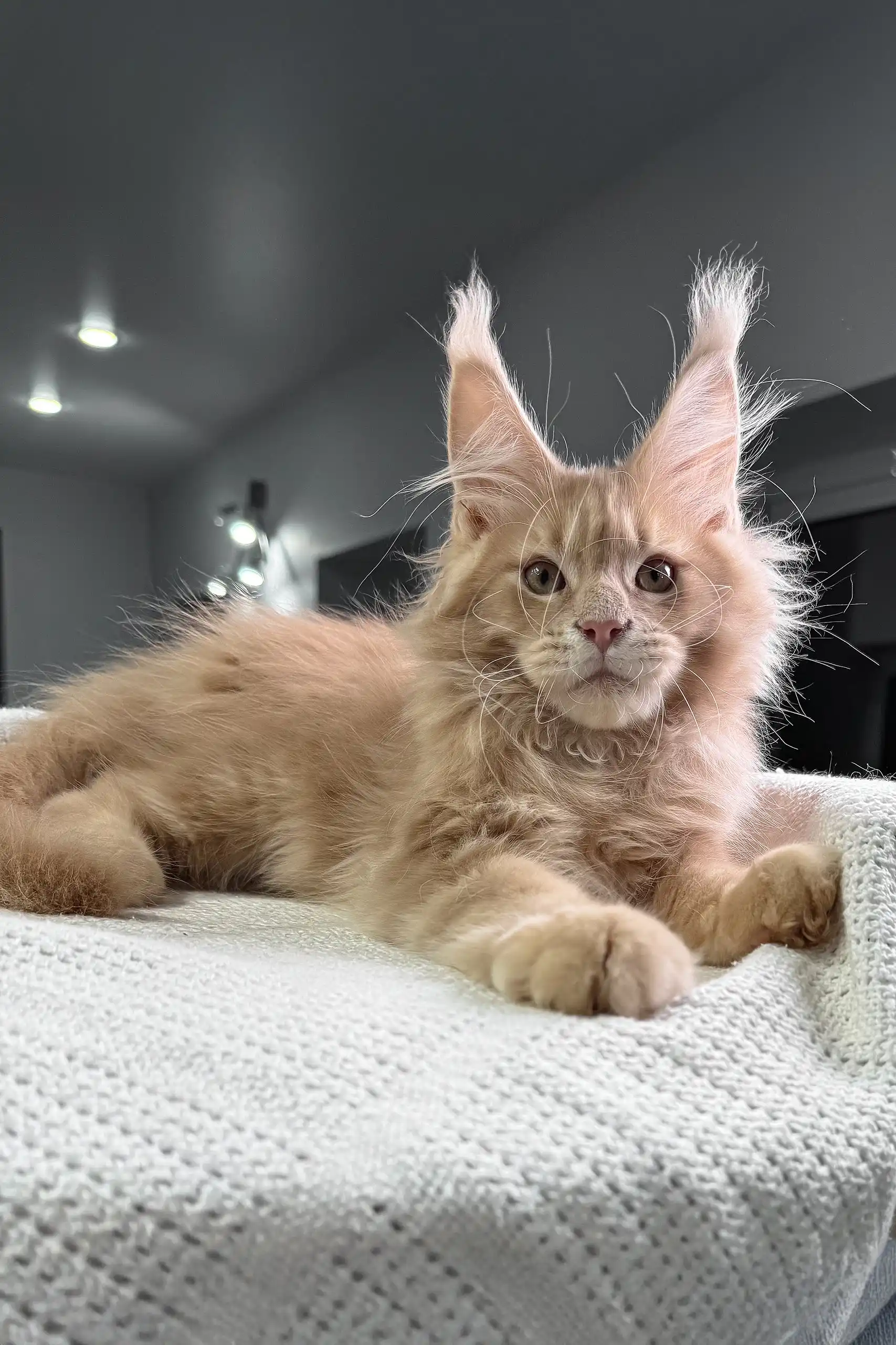 Extraordinary | Maine Coon Kitten - Image 2