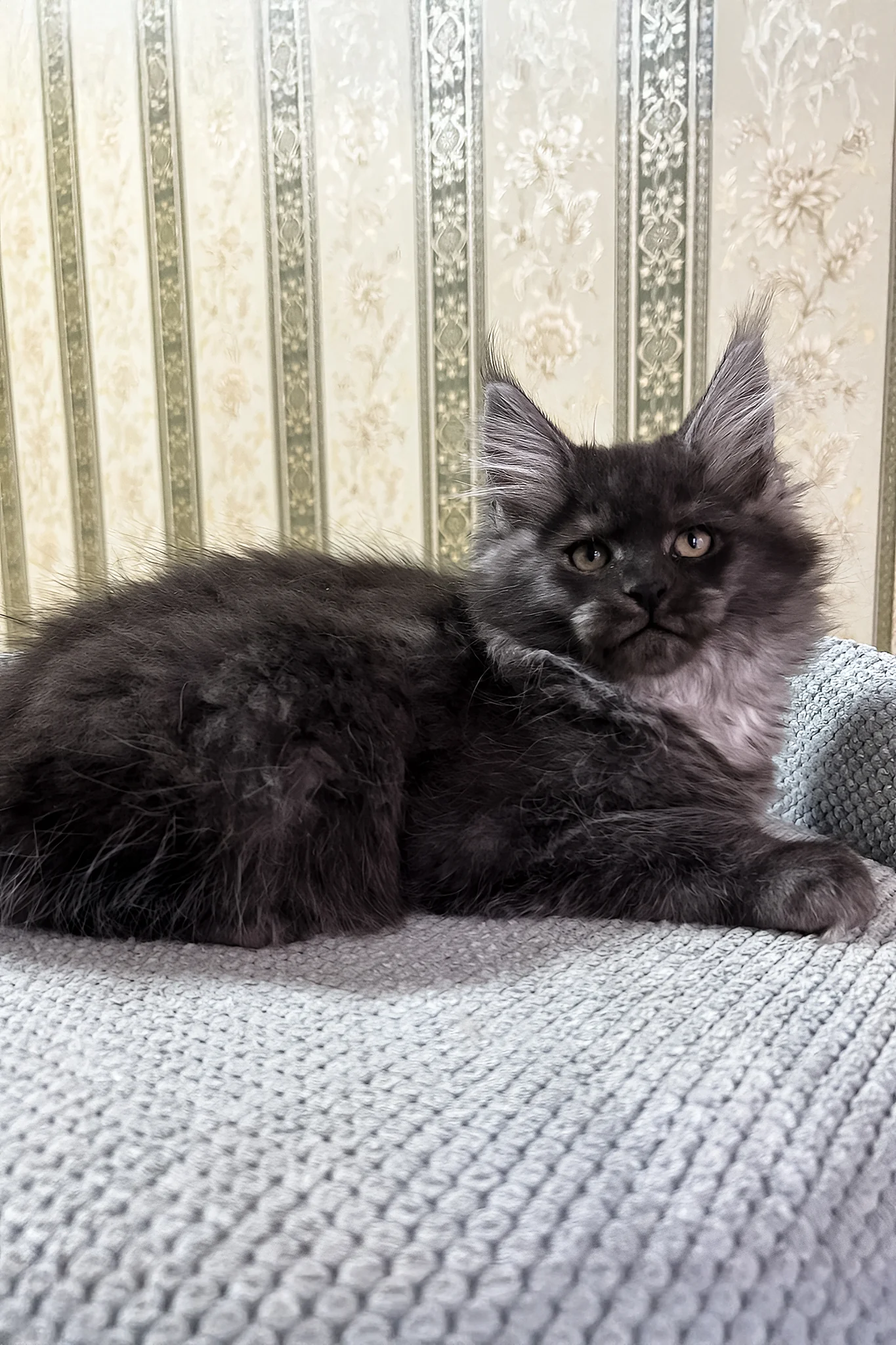 Fabbi | Maine Coon Kitten - Image 2