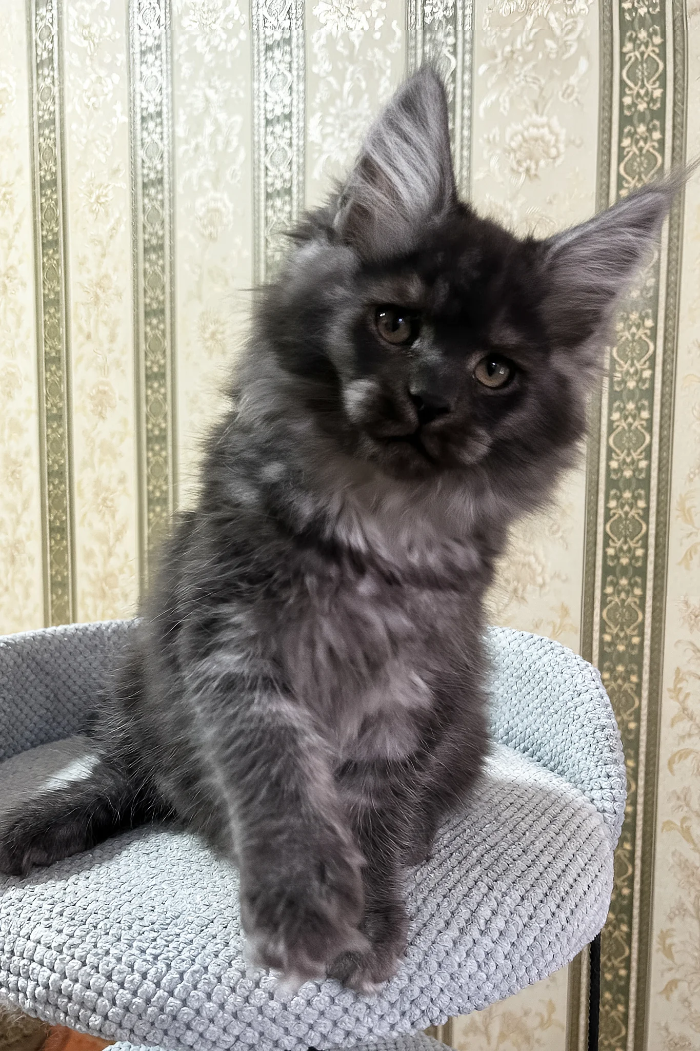 Fabbi | Maine Coon Kitten - Image 3