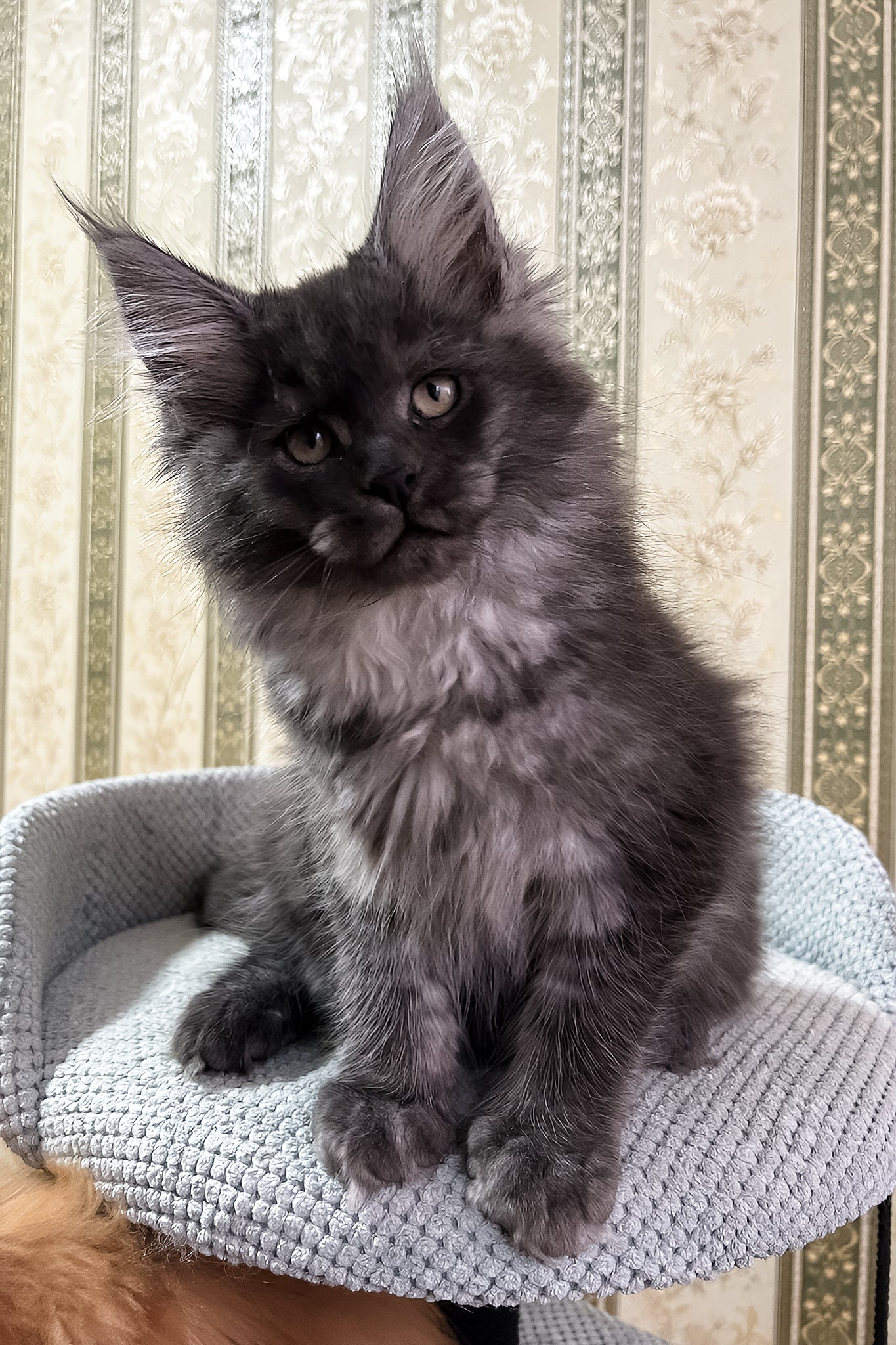 Fabbi | Maine Coon Kitten - Image 4